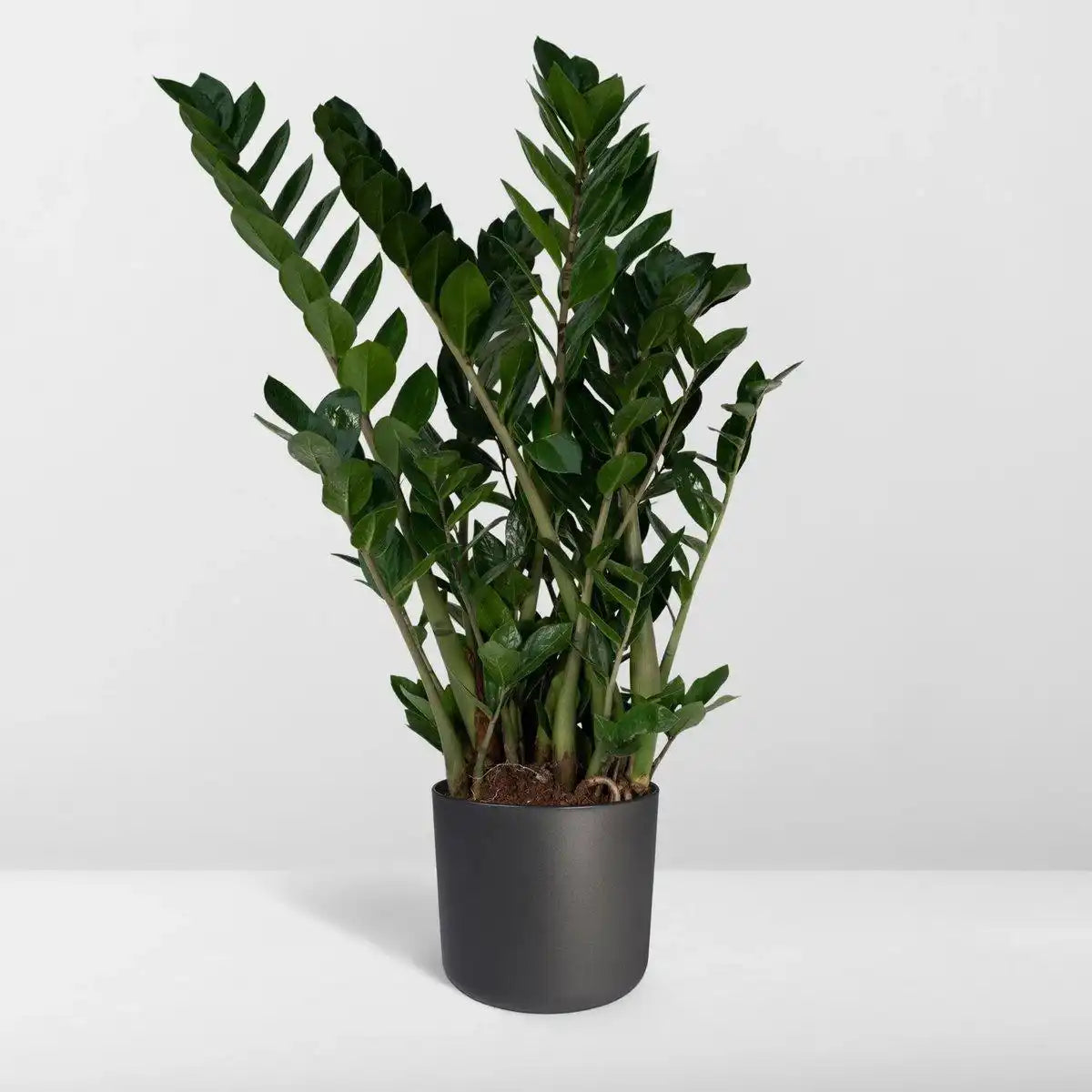 Zamioculcas Zamiifolia - Smaragdpalme - Ø21cm - ↕80cm - HomeDesign Knaus