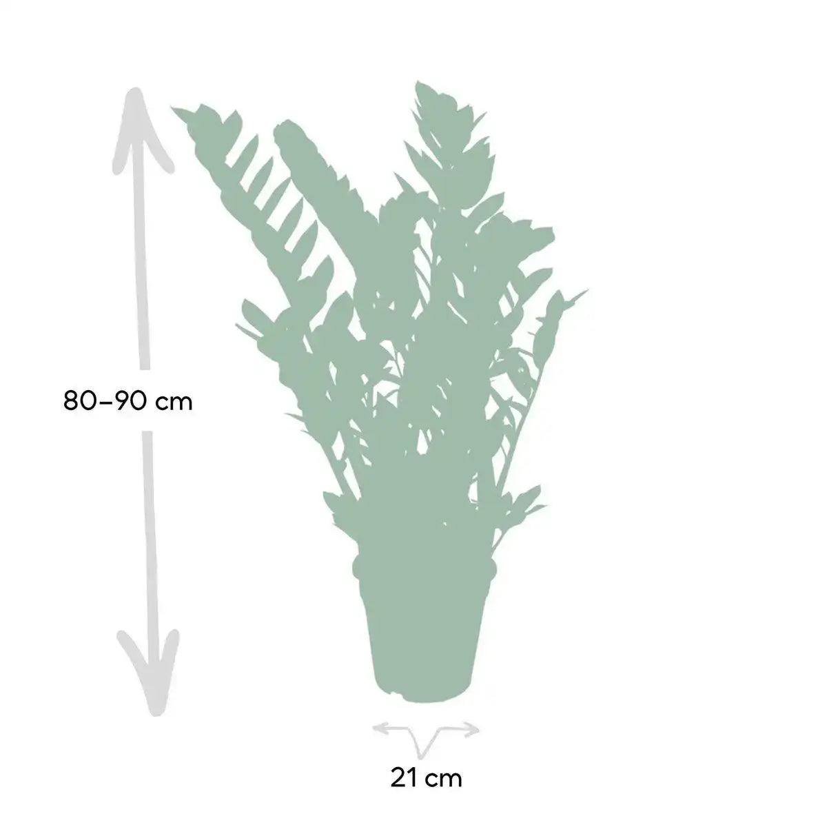Zamioculcas Zamiifolia - Smaragdpalme - Ø21cm - ↕80cm - HomeDesign Knaus