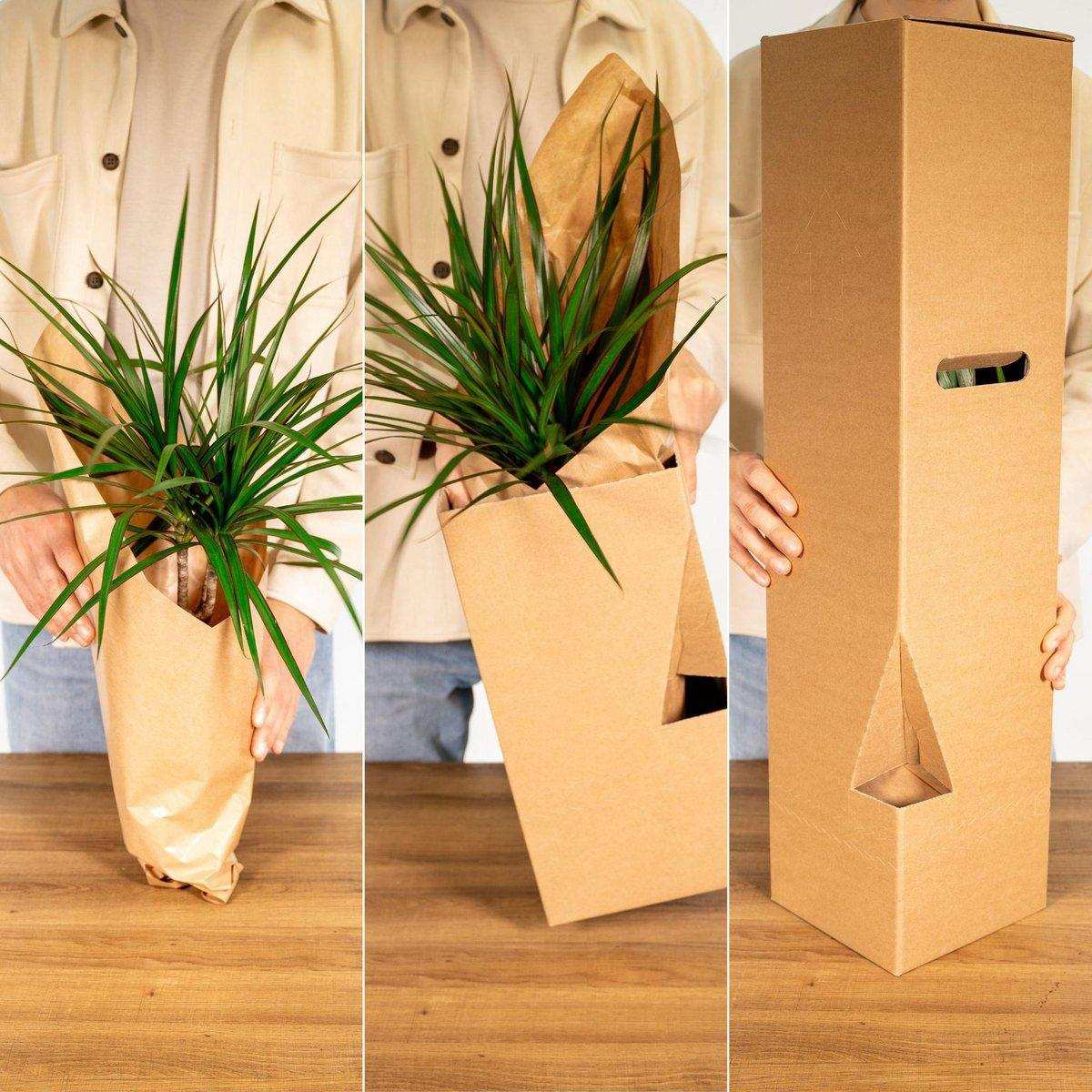Zamioculcas Zamiifolia - Smaragdpalme - Ø21cm - ↕80cm - HomeDesign Knaus