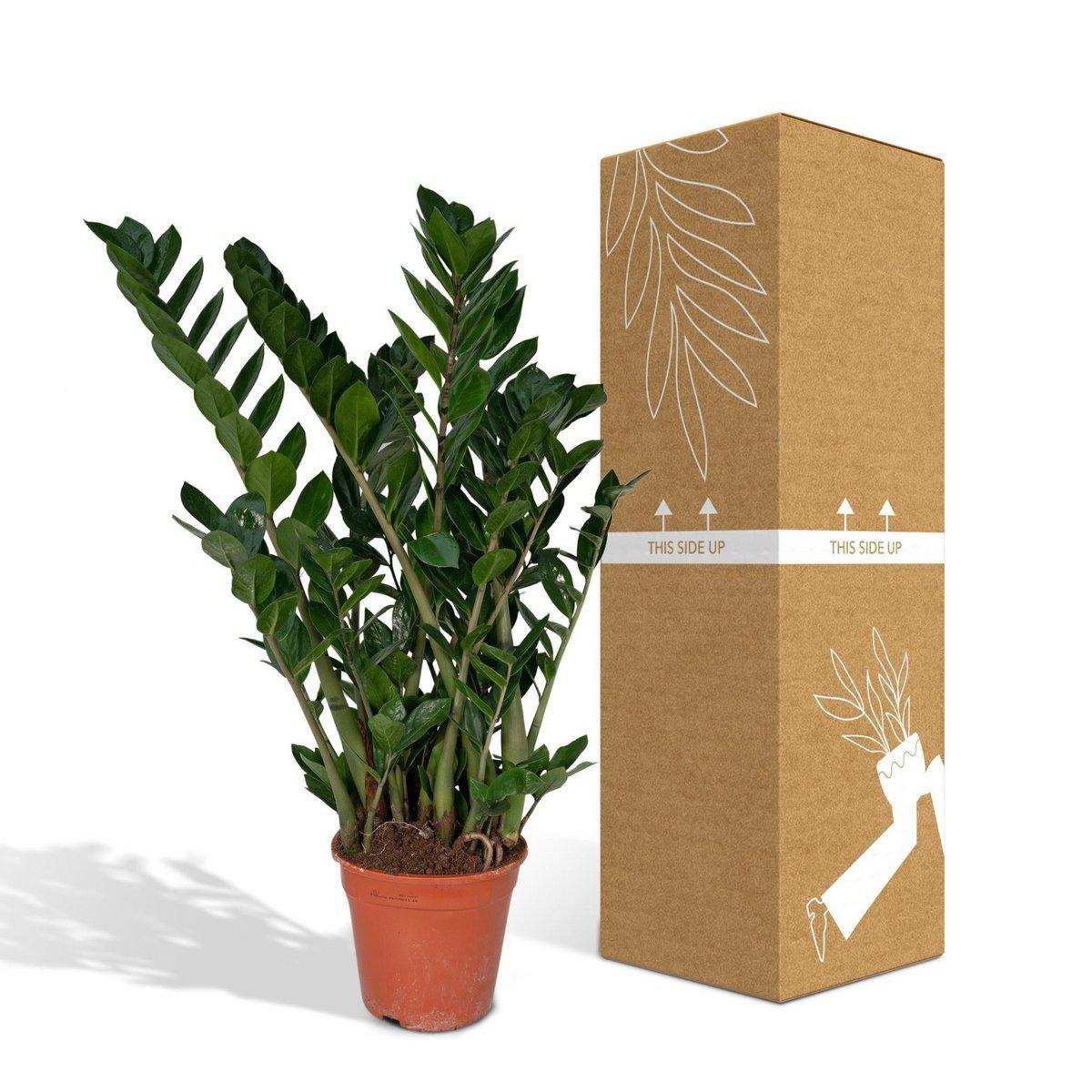 Zamioculcas Zamiifolia - Smaragdpalme - Ø21cm - ↕80cm - HomeDesign Knaus