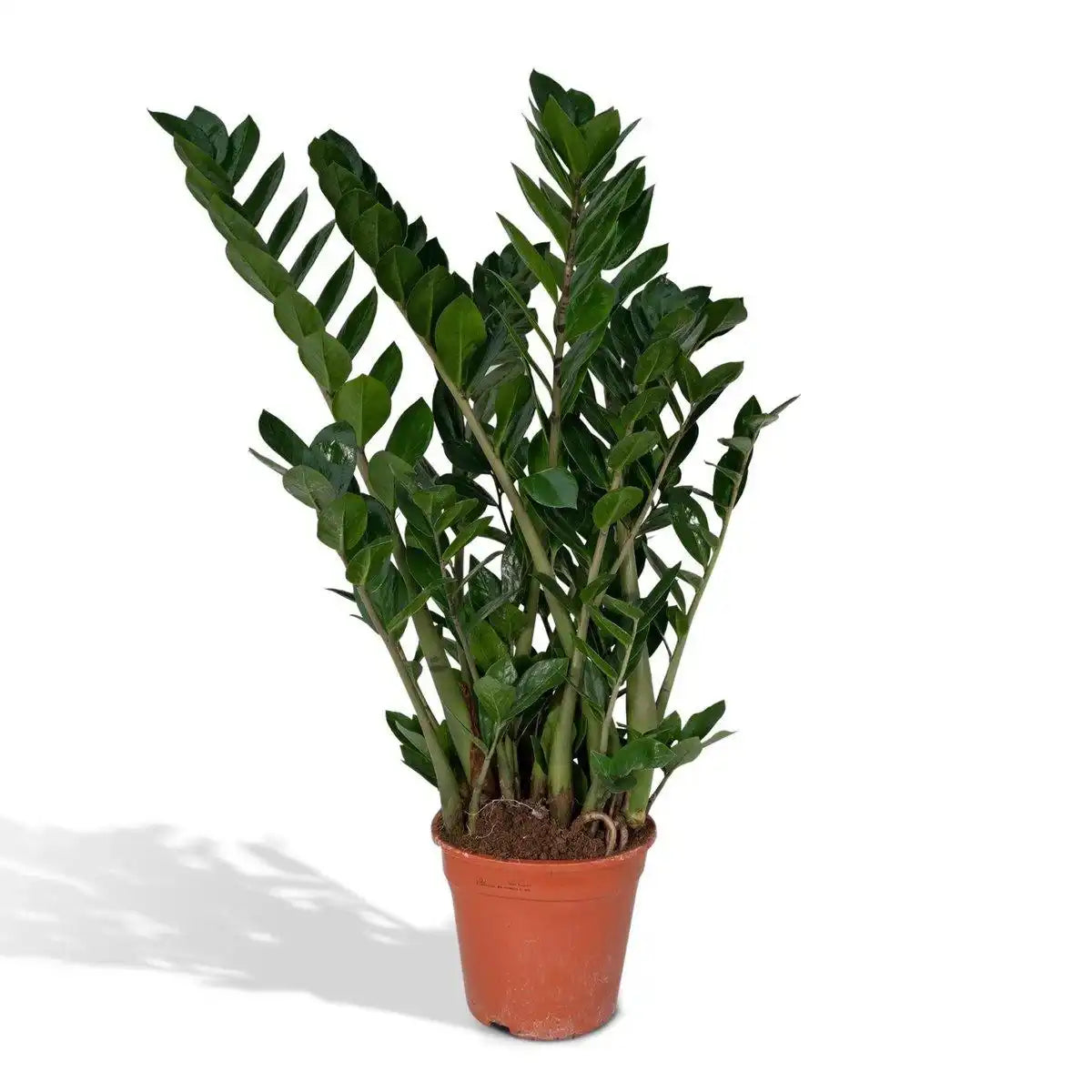 Zamioculcas Zamiifolia - Smaragdpalme - Ø21cm - ↕80cm - HomeDesign Knaus