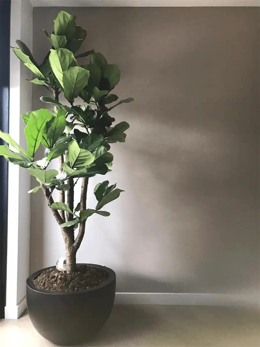 Blumentopf Innen Außenbereich Pflanzentopf schwarz - HomeDesign Knaus