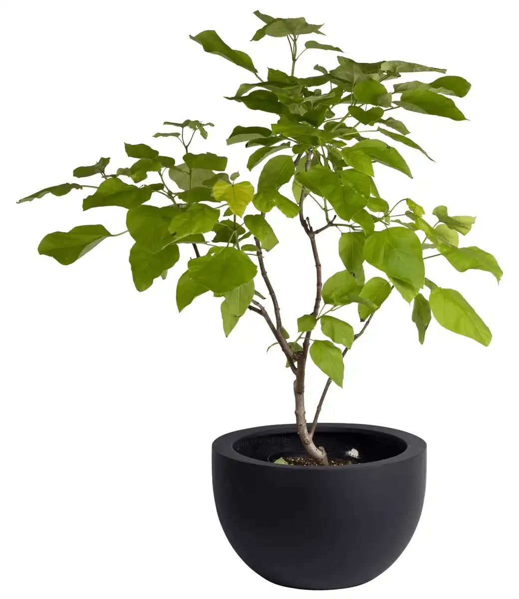 Blumentopf Innen Außenbereich Pflanzentopf schwarz - HomeDesign Knaus