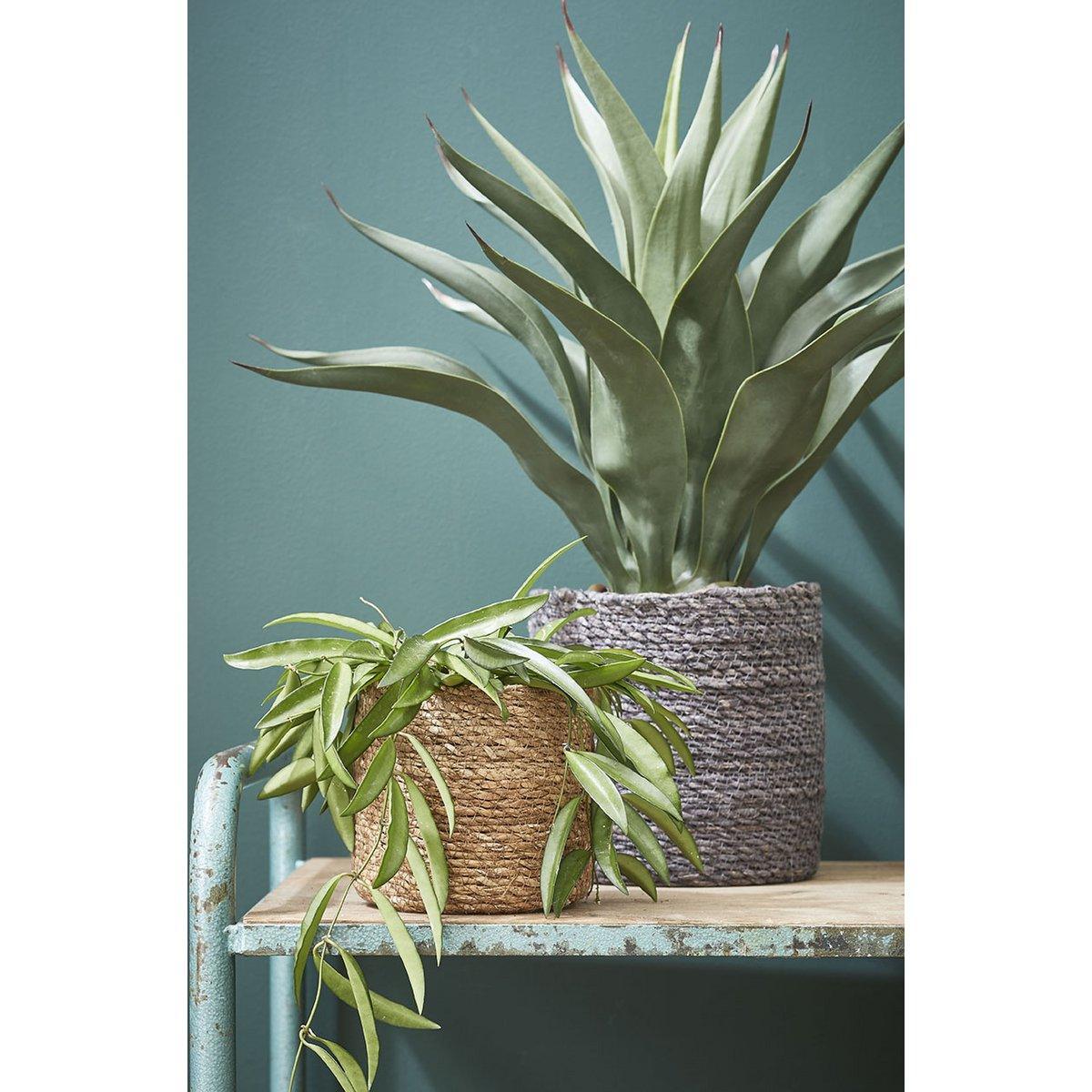 Künstliche Agavenpflanze – H80 x Ø80 cm – Grün - HomeDesign Knaus
