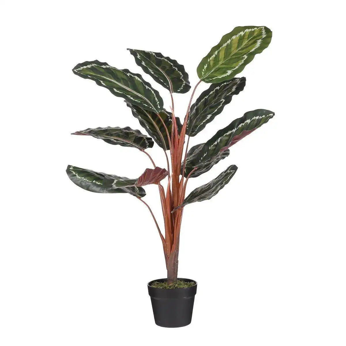Künstliche Calathea Roseopicta-Pflanze – H90 x Ø60 cm – Grün - HomeDesign Knaus