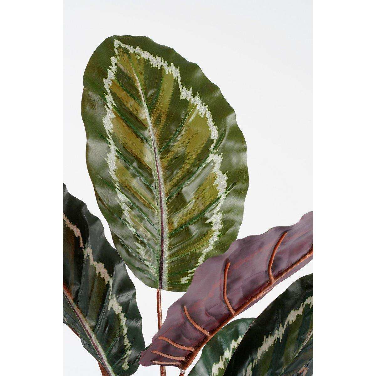 Künstliche Calathea Roseopicta-Pflanze – H90 x Ø60 cm – Grün - HomeDesign Knaus