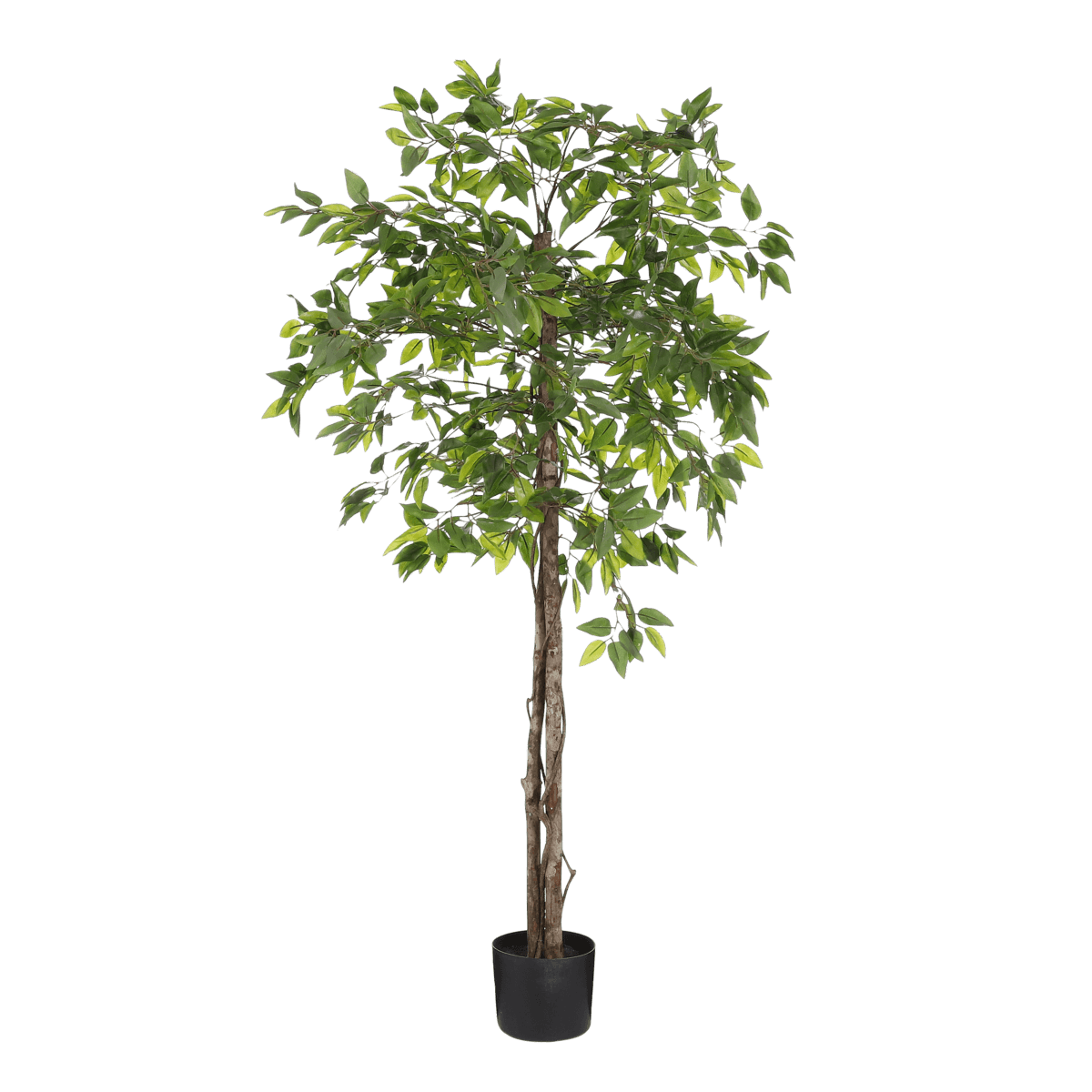 Künstliche Ficus-Pflanze im Blumentopf – H150 x Ø50 cm – Grün - HomeDesign Knaus