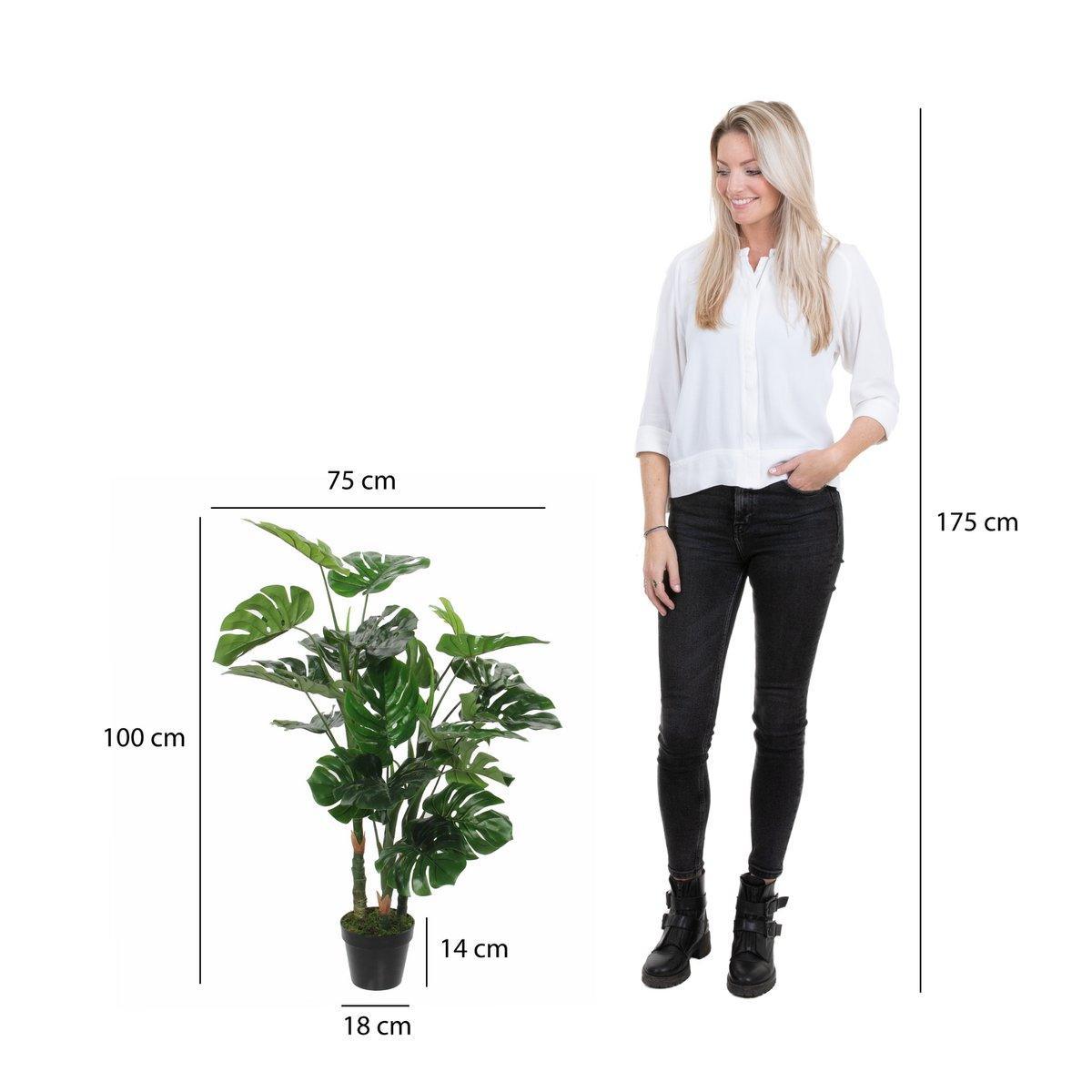 Künstliche Pflanze Monstera – H100 x Ø75 cm – Grün - HomeDesign Knaus