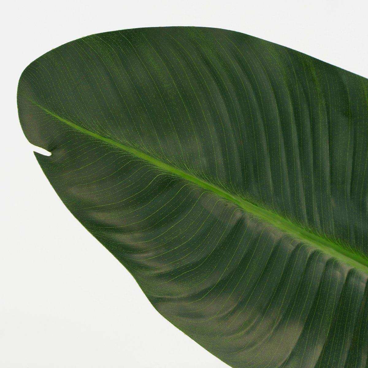 Künstliche Strelitzia-Pflanze im Blumentopf – H150 x Ø25 cm – Grün - HomeDesign Knaus
