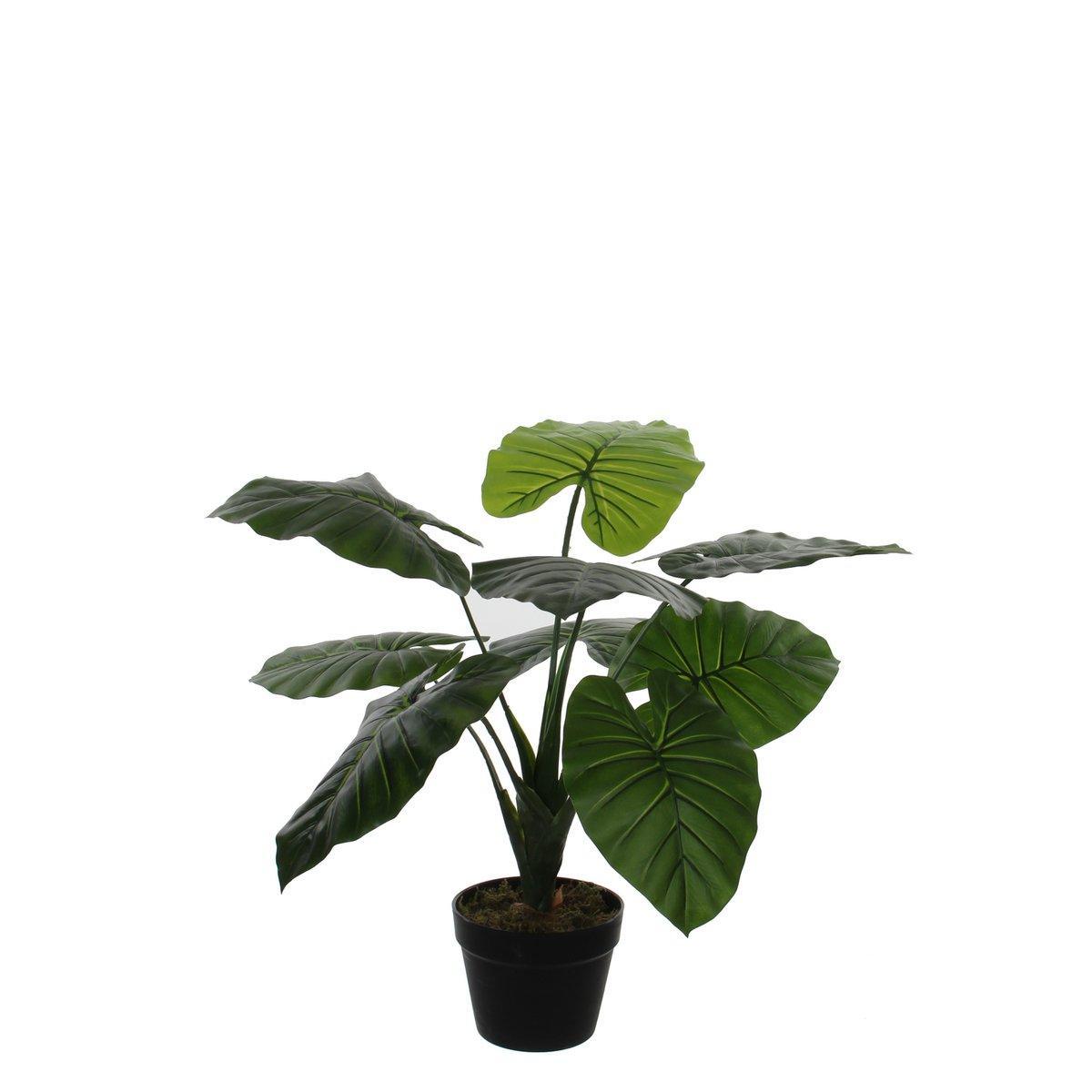 Künstliche Taro-Pflanze – H60 x Ø60 cm – Grün - HomeDesign Knaus
