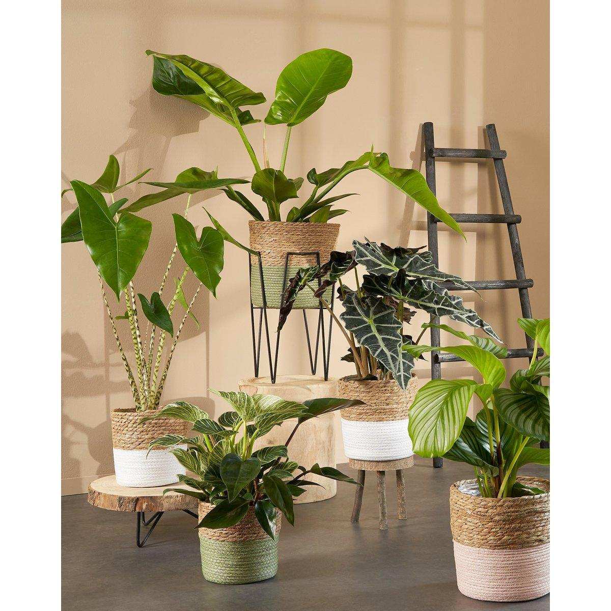 Pia Tree Trunk Beistelltisch – H14 x Ø40 cm – Hellbraun - HomeDesign Knaus