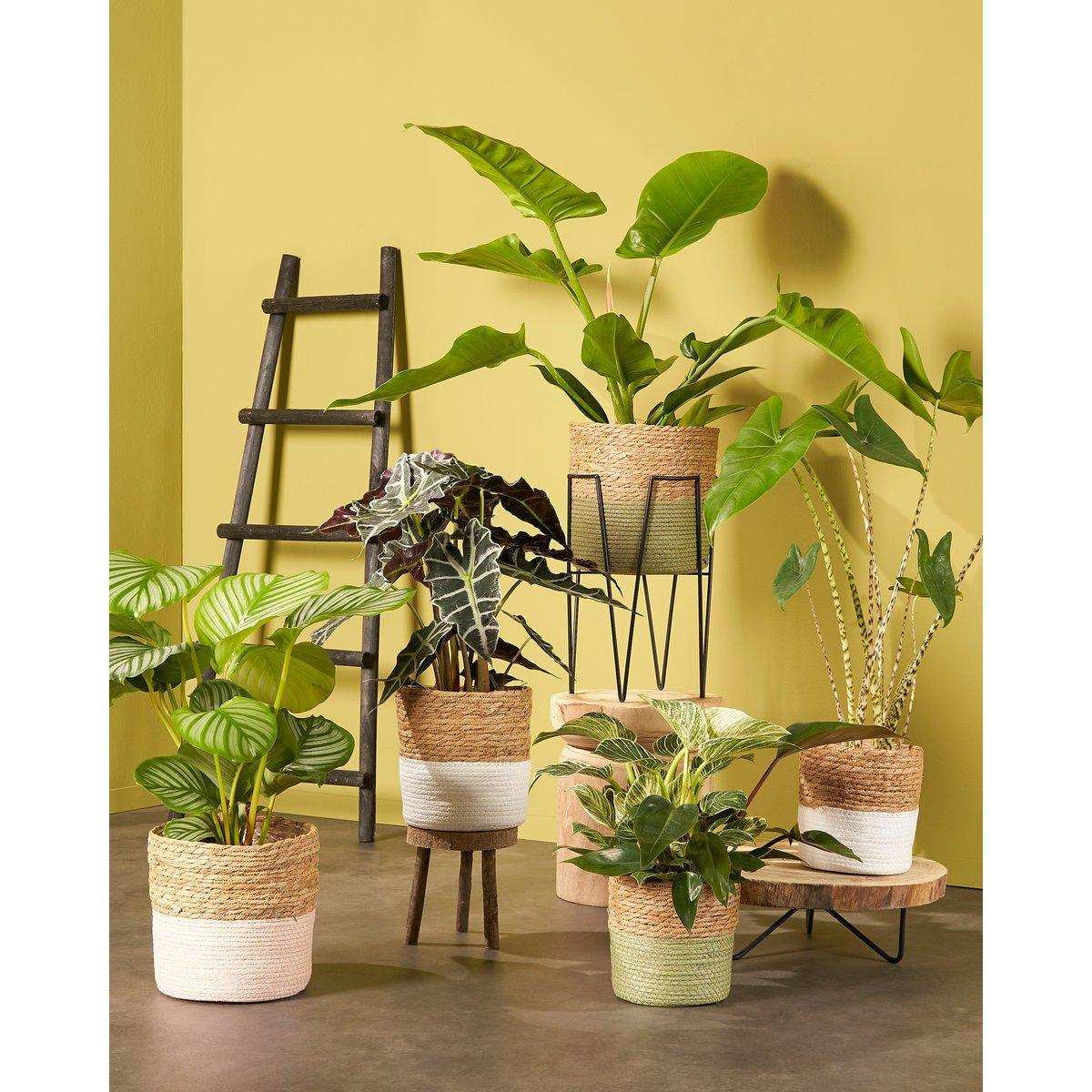 Pia Tree Trunk Beistelltisch – H14 x Ø40 cm – Hellbraun - HomeDesign Knaus