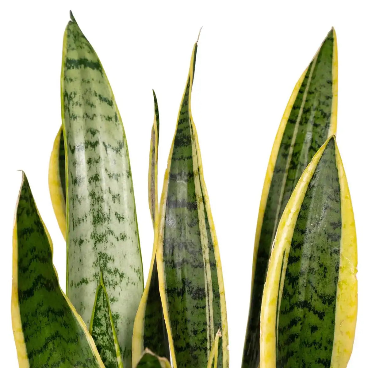 Sansevieria Lawrence | [P14-H40]