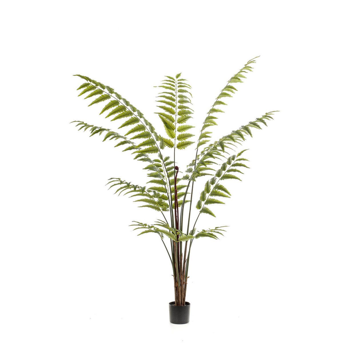Kunstpflanze - Rumohra adiantiformis - The Leader Varge - 180 cm