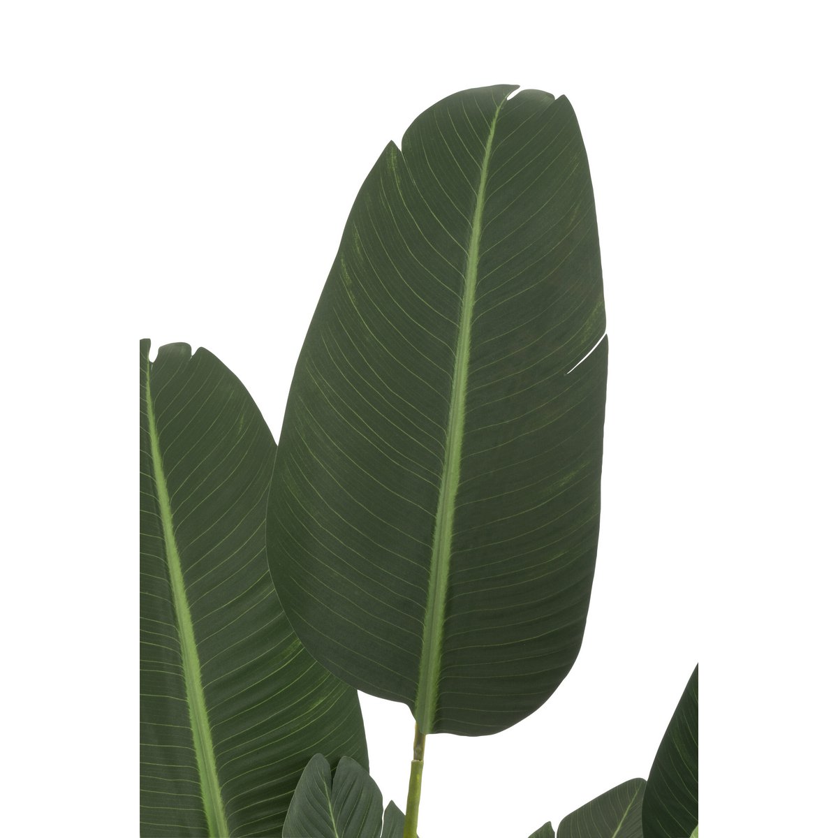 J-Line Strelitzia Plastic Green Medium