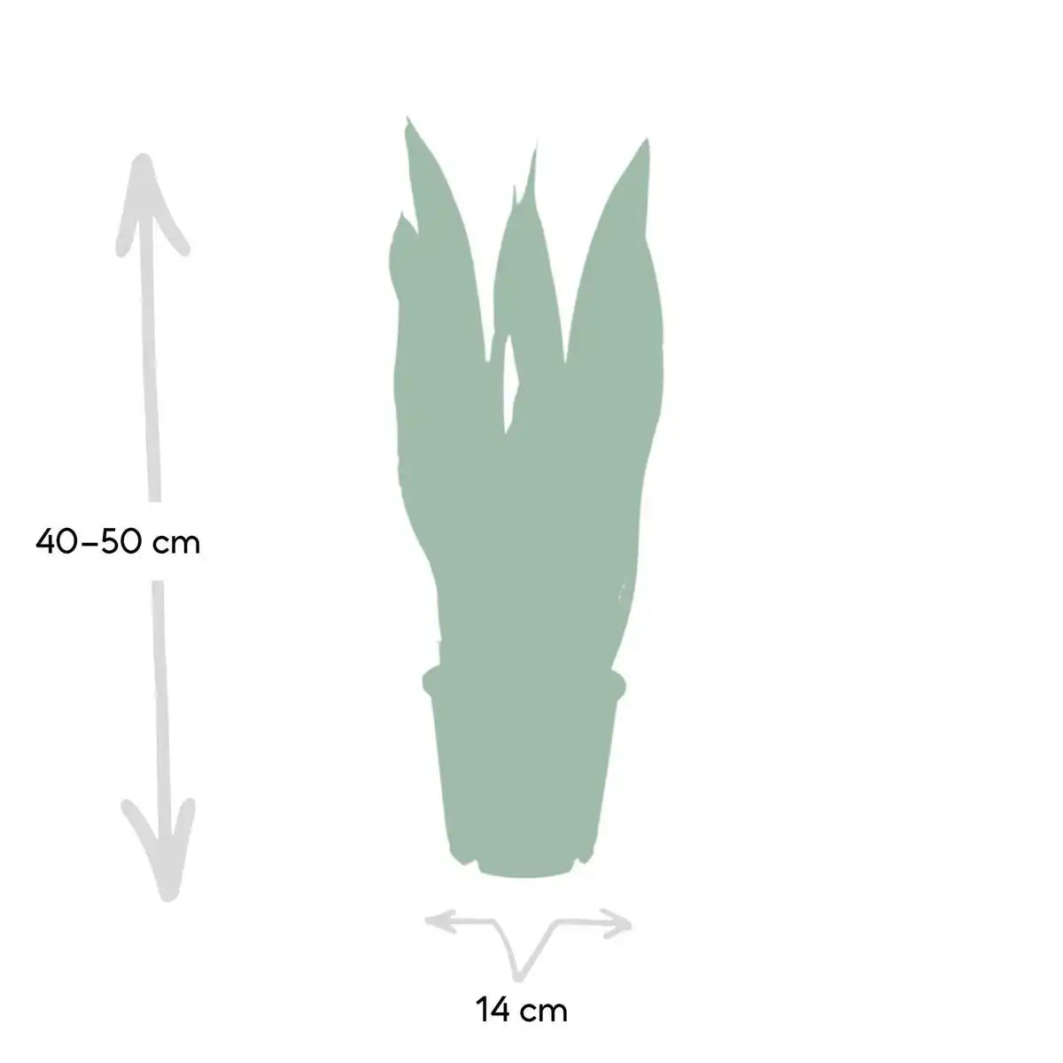 Sansevieria Lawrence | [P14-H40]