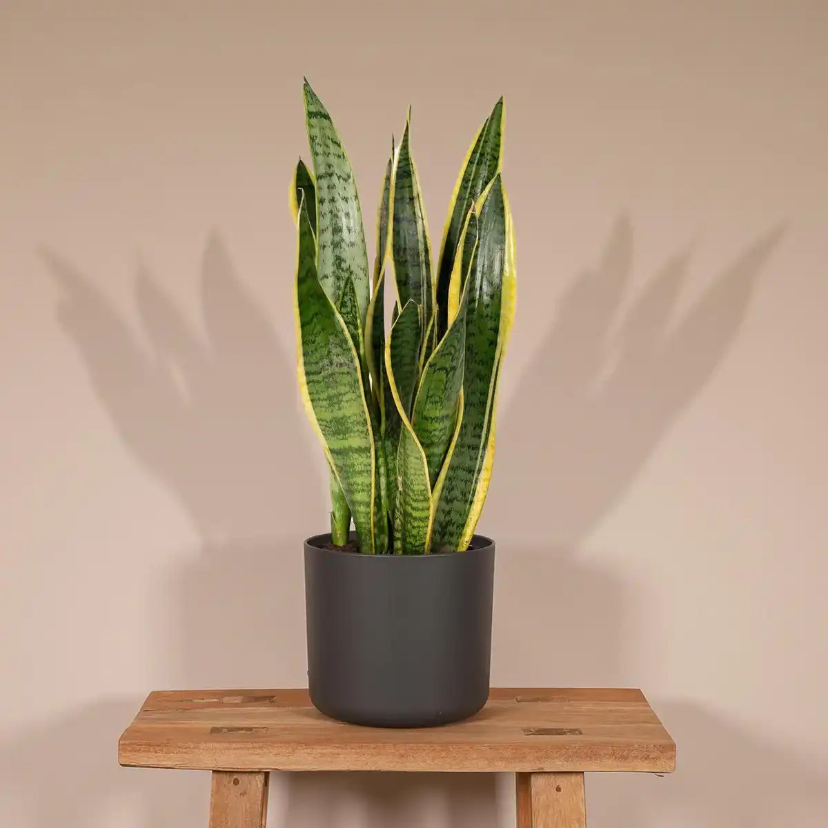 Sansevieria Lawrence | [P14-H40]