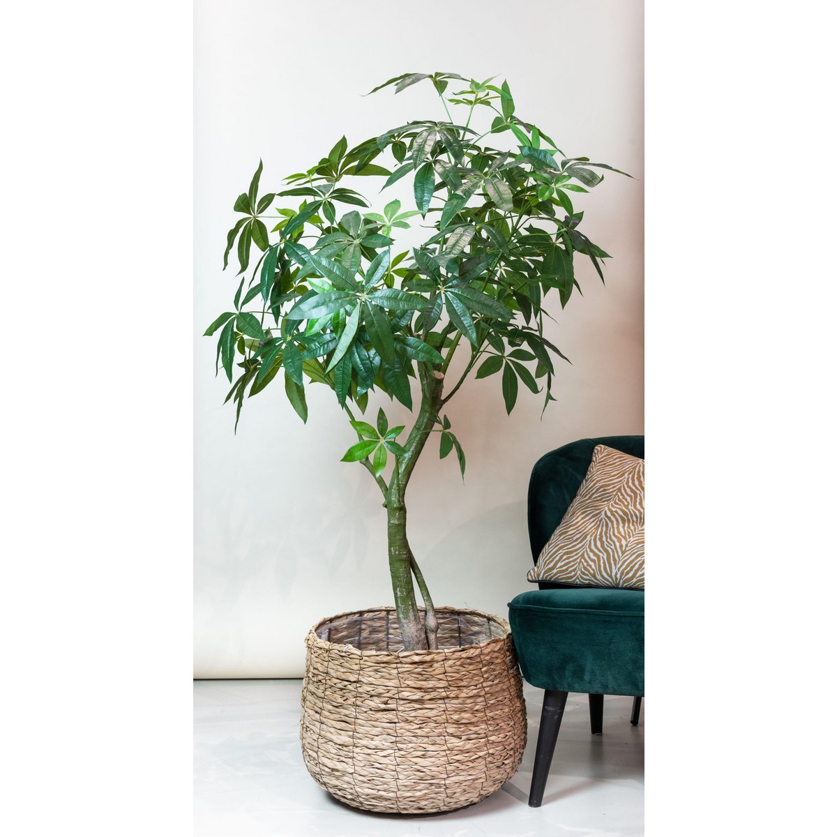 Künstliche Pflanze - Pachira aquatica - Geldboom - 180 cm