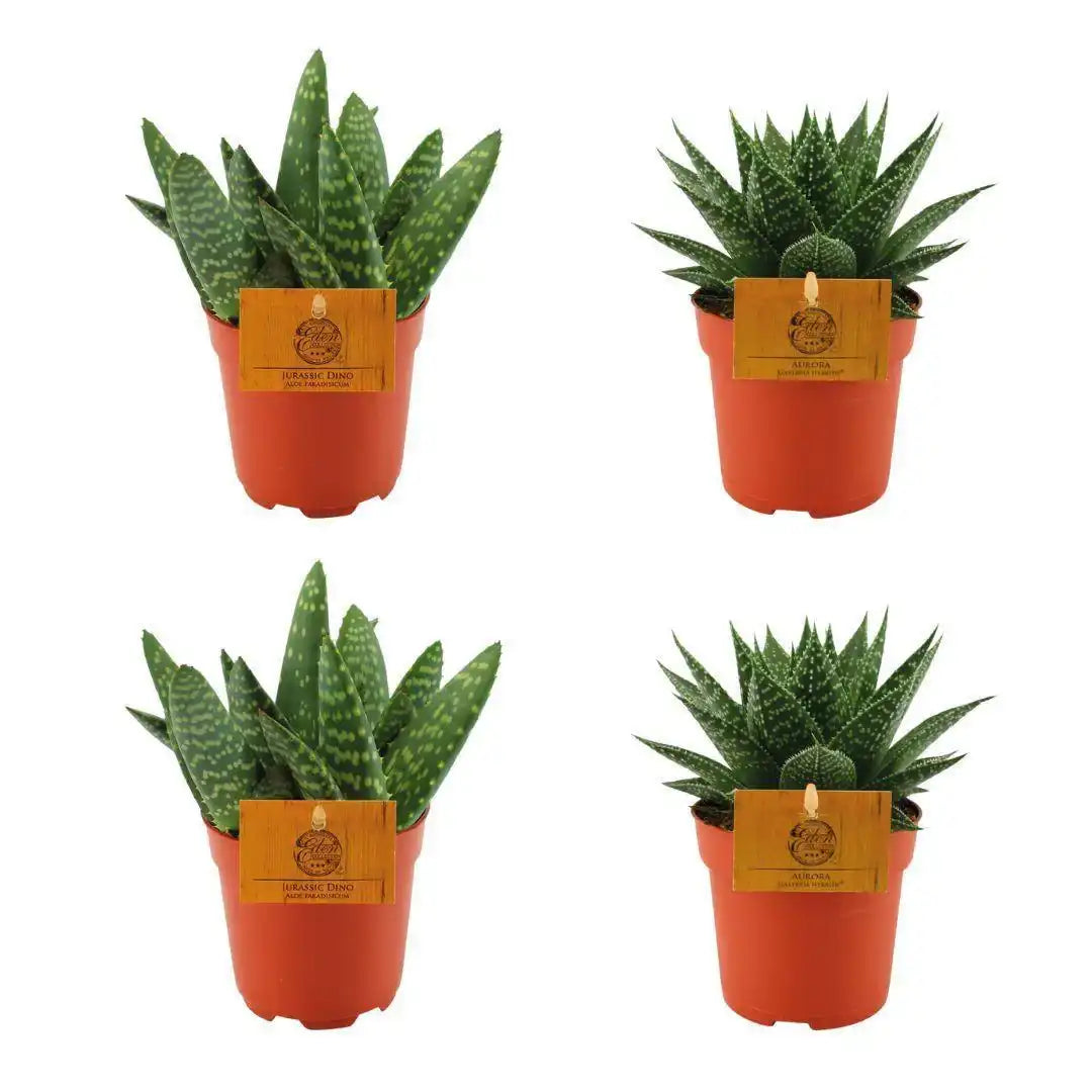 2x Aloe Paradisicum + 2x Gasteria Hybride Aurora - 4 Stück - Ø10,5cm - ↕10cm - HomeDesign Knaus