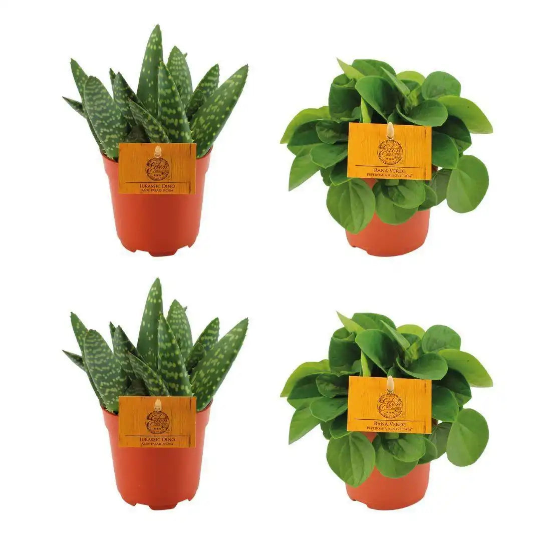 2x Aloe Paradisicum + 2x Peperomia Rana Verde - 4 Stück - Ø10,5cm - ↕10cm - HomeDesign Knaus