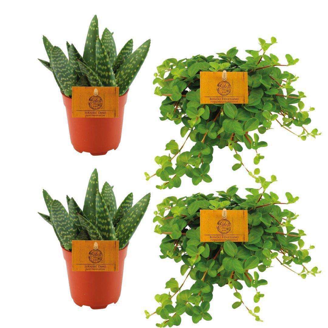 2x Aloe Paradisicum + 2x Peperomia Rotundifolia - 4 Stück - Ø10,5cm - ↕10cm - HomeDesign Knaus