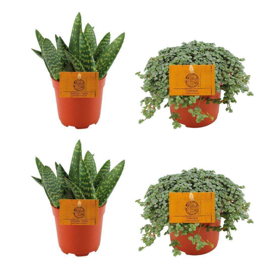 2x Aloe Paradisicum + 2x Pilea Glauca - 4 Stück - Ø10,5cm - ↕10cm - HomeDesign Knaus