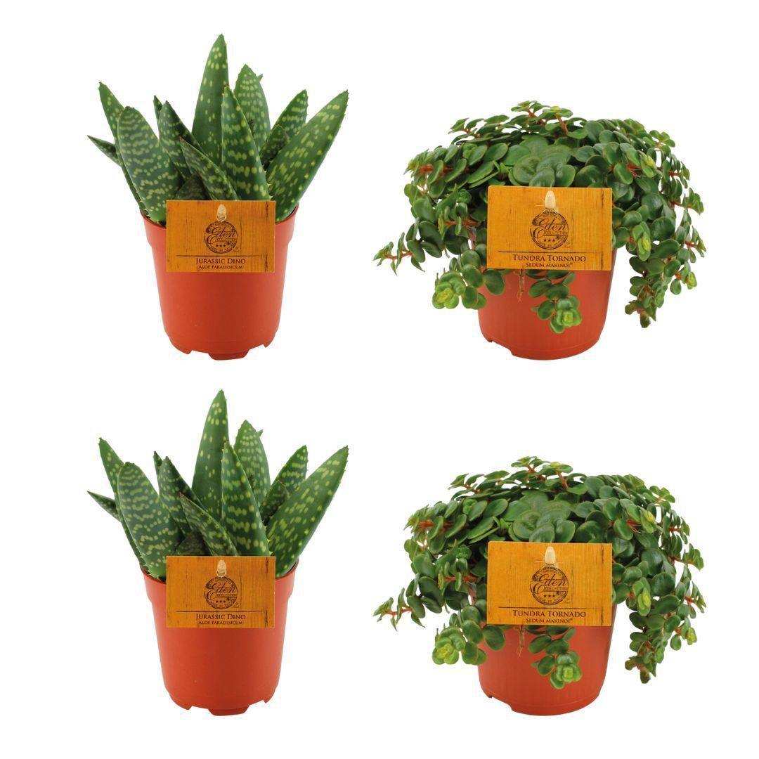 2x Aloe Paradisicum + 2x Sedum Tornado - 4 Stück - Ø10,5cm - ↕10cm - HomeDesign Knaus