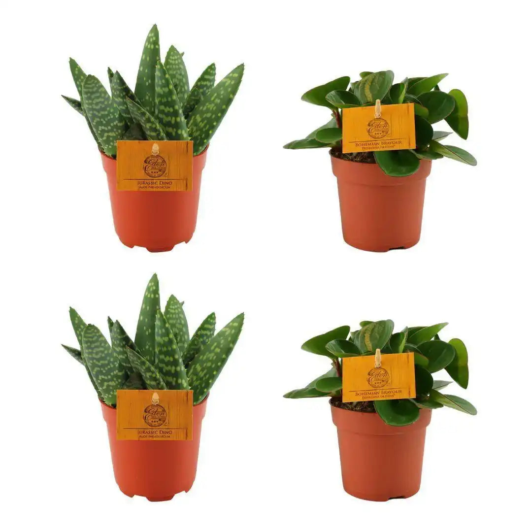 2x Aloe Paradisicum + Peperomia Obtipan Green - 4 Stück - Ø10,5cm - ↕10cm - HomeDesign Knaus