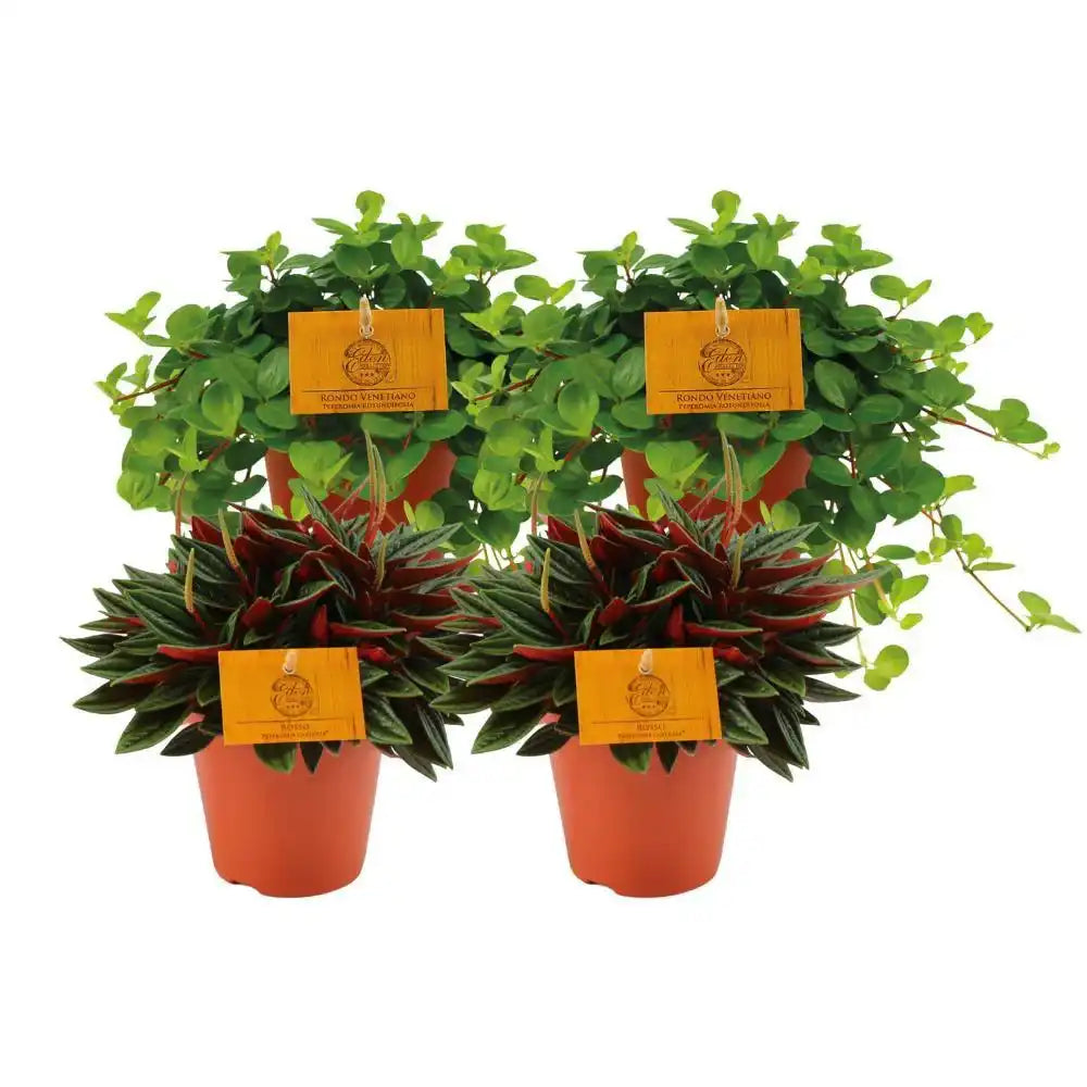 2x Peperomia Rosso + 2x Peperomia Rotundifolia - 4 Stück - Ø12cm - ↕20cm - HomeDesign Knaus