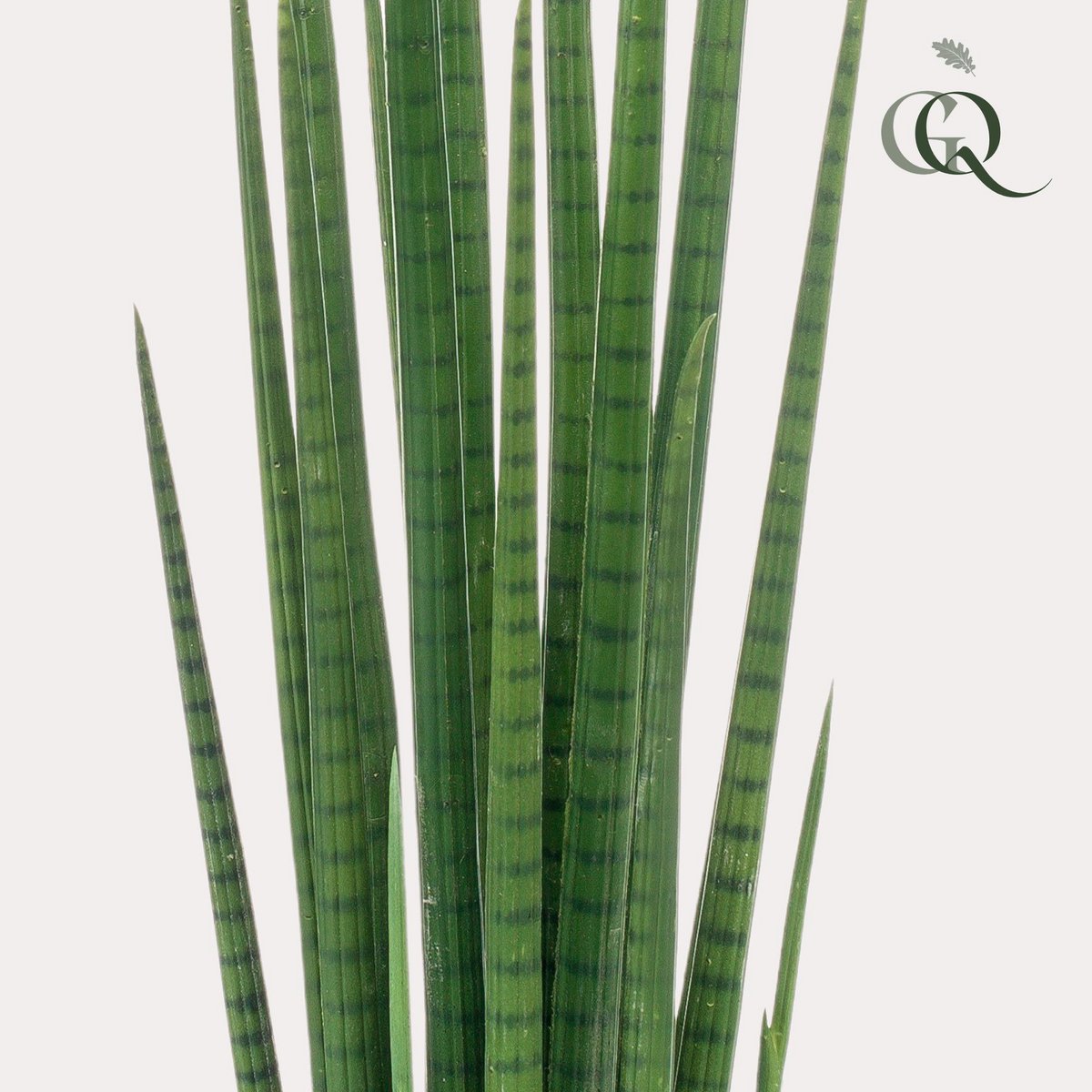 Kunstpflanze - Sanseveria Cylindrica - Frau Zunge - 70 cm