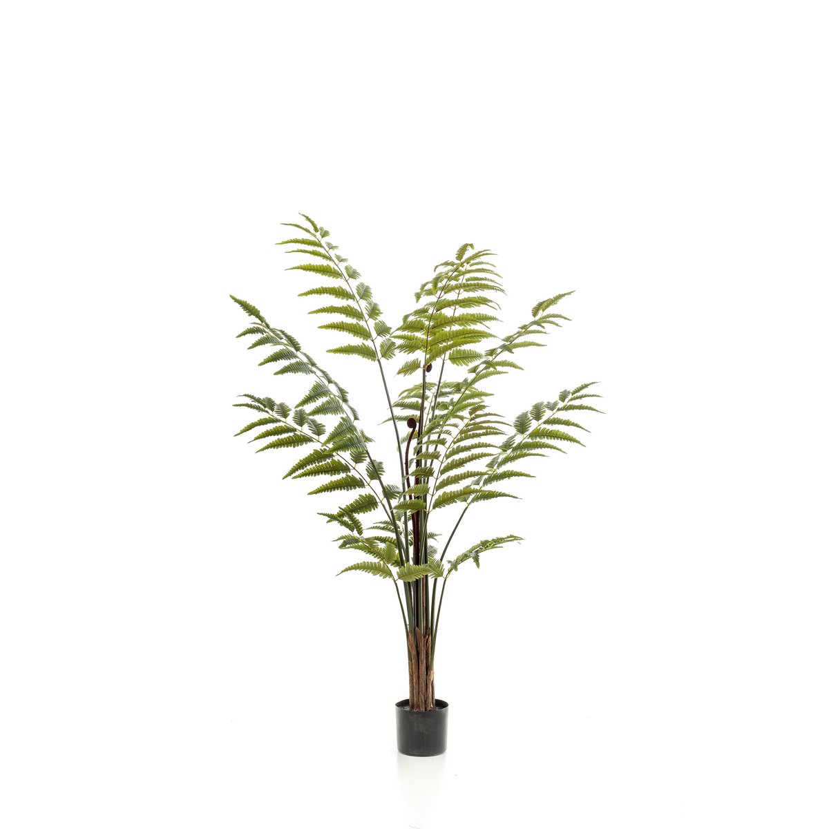 Kunstpflanze - Rumohra adiantiformis - Die Anführerin ändert sich - 150 cm