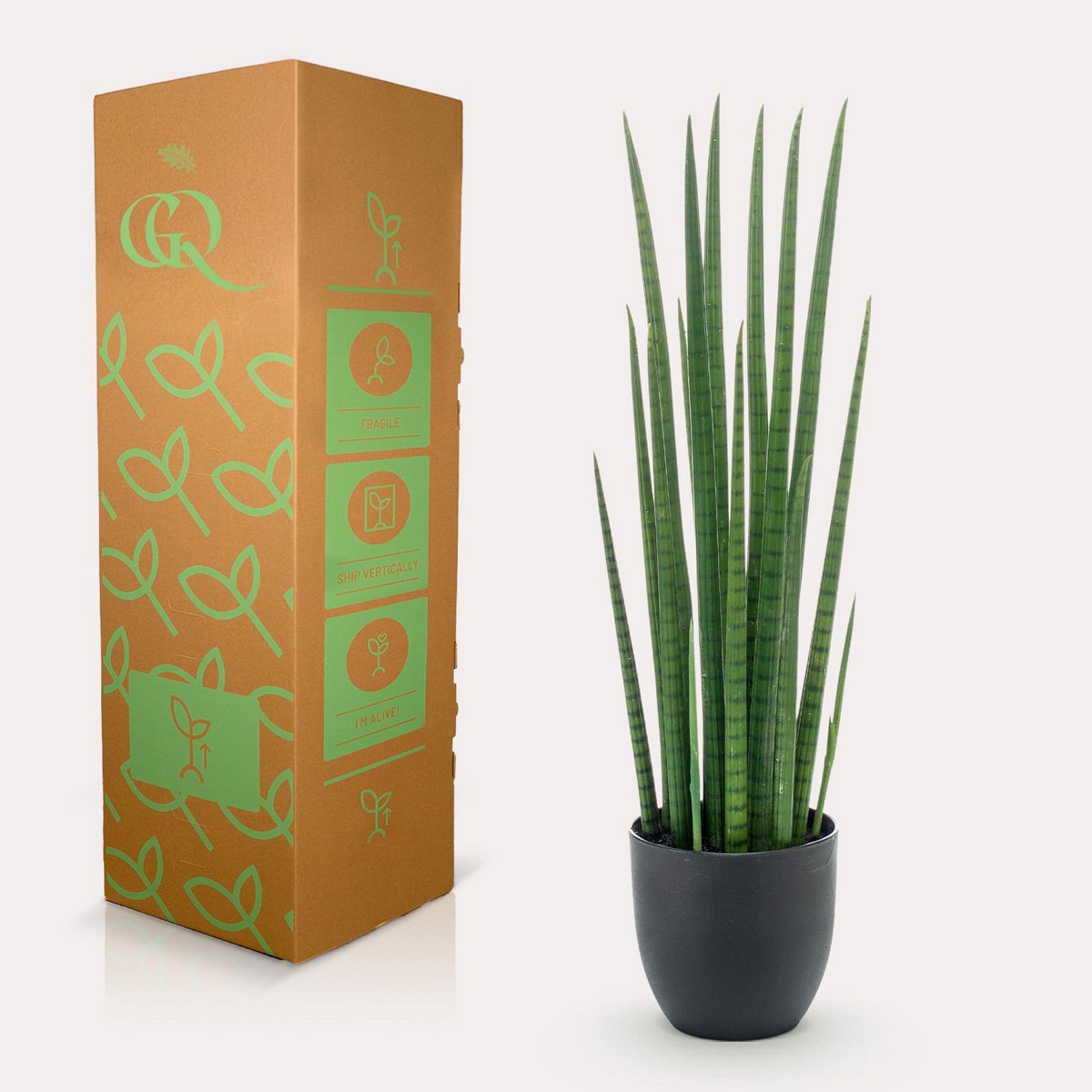 Kunstpflanze - Sanseveria Cylindrica - Frau Zunge - 70 cm