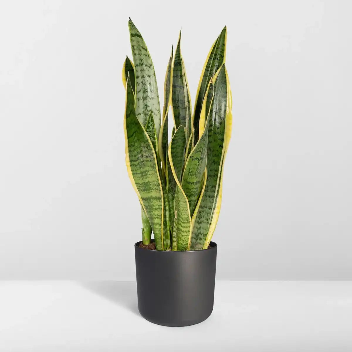 Sansevieria Lawrence | [P14-H40]