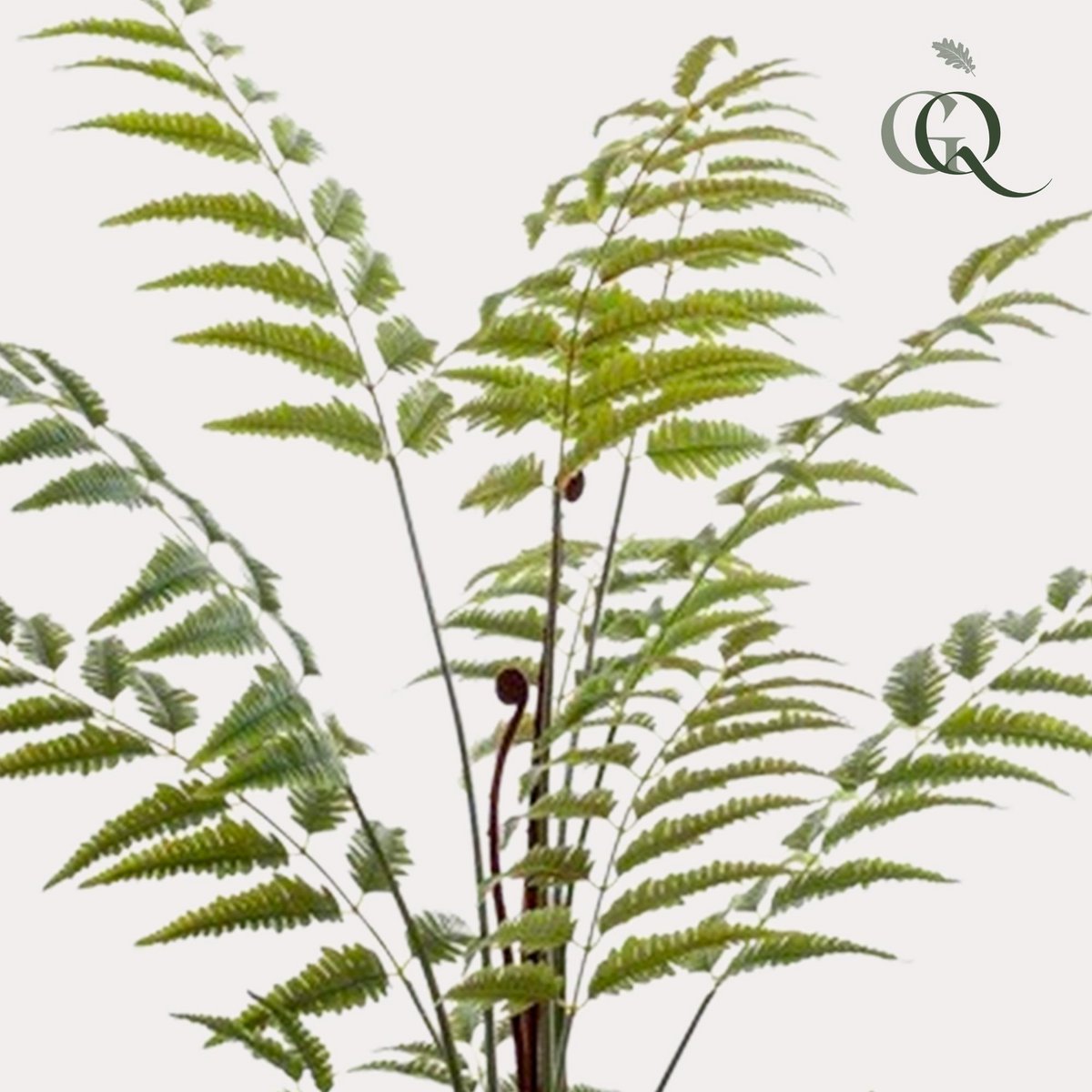 Kunstpflanze - Rumohra adiantiformis - Die Anführerin ändert sich - 150 cm