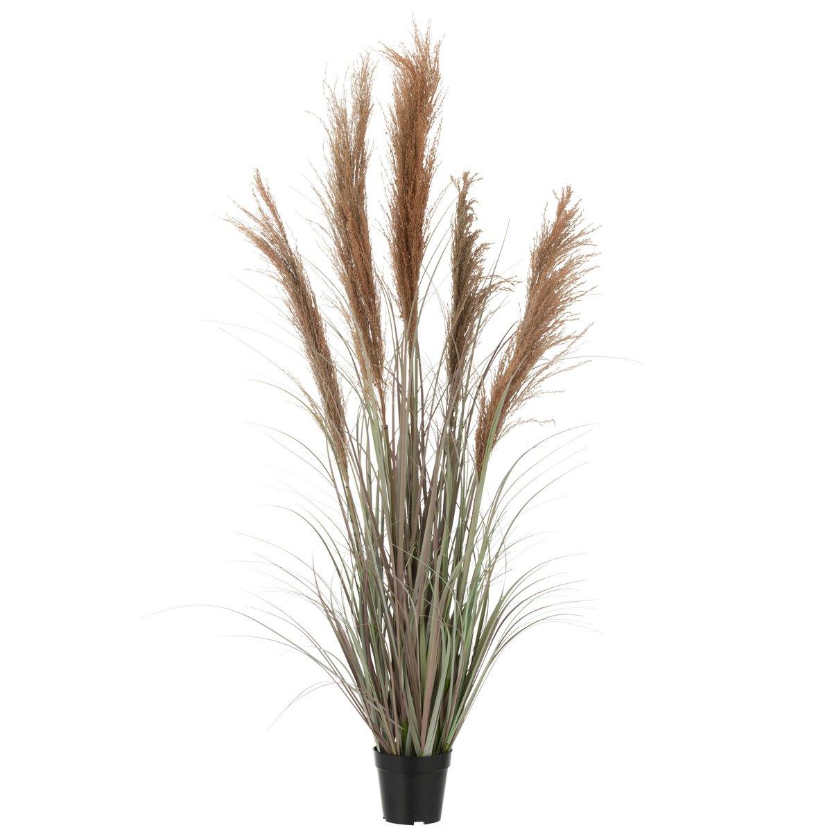 J-Line Pampas Gras 5 Koppen im Topf PVC Grün/Orange Klein