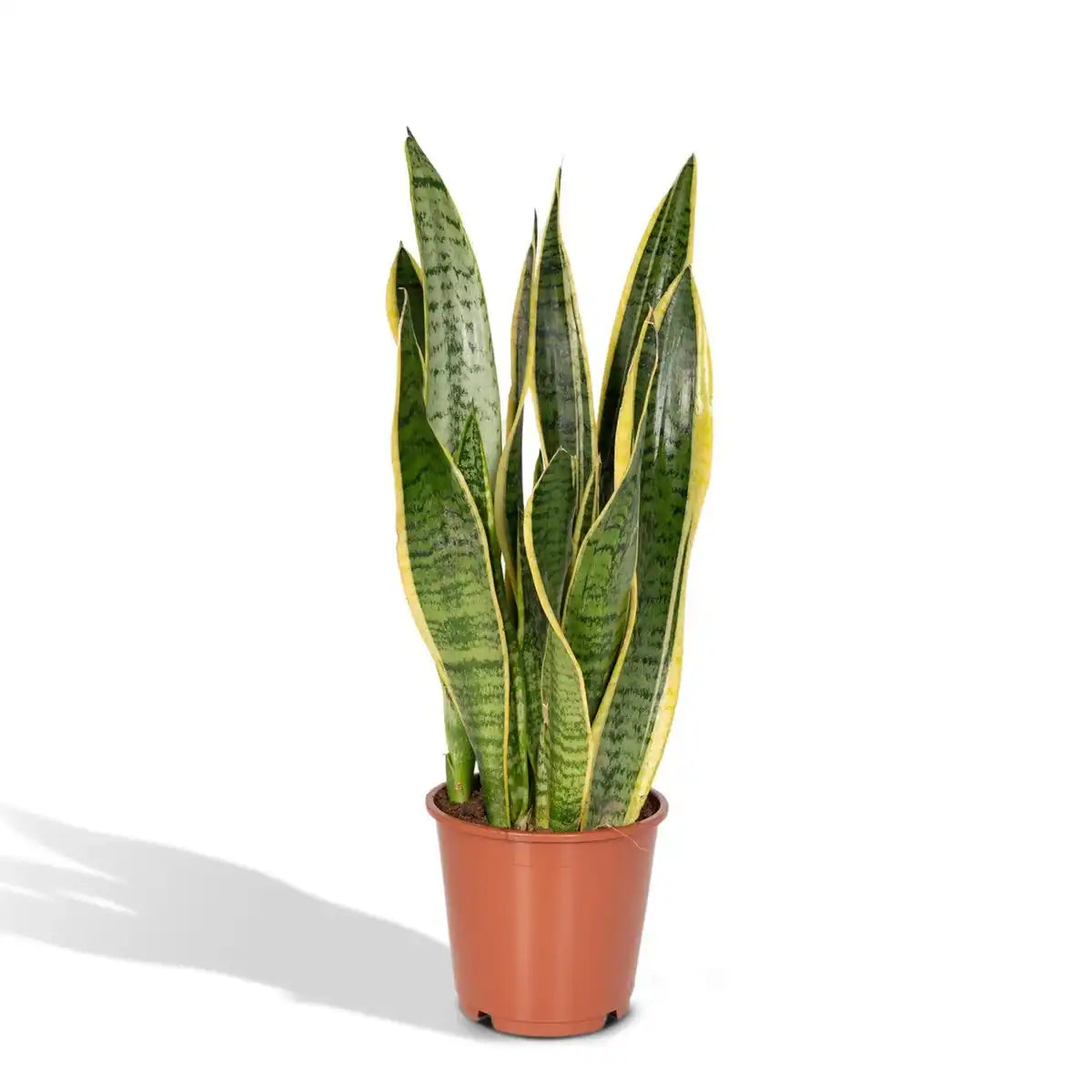 Sansevieria Lawrence | [P14-H40]
