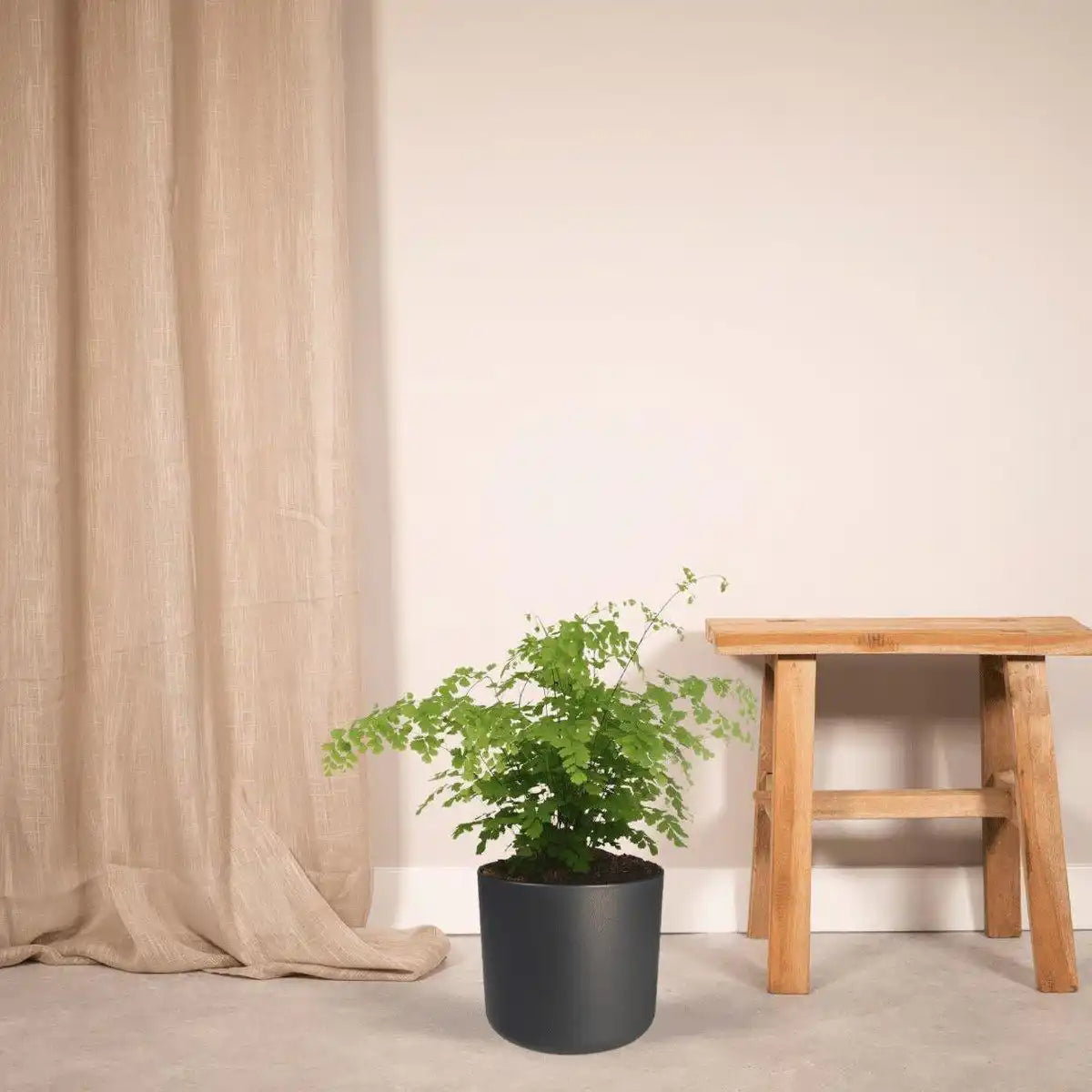Adiantum Fragrans - Ø17cm - ↕30cm - HomeDesign Knaus