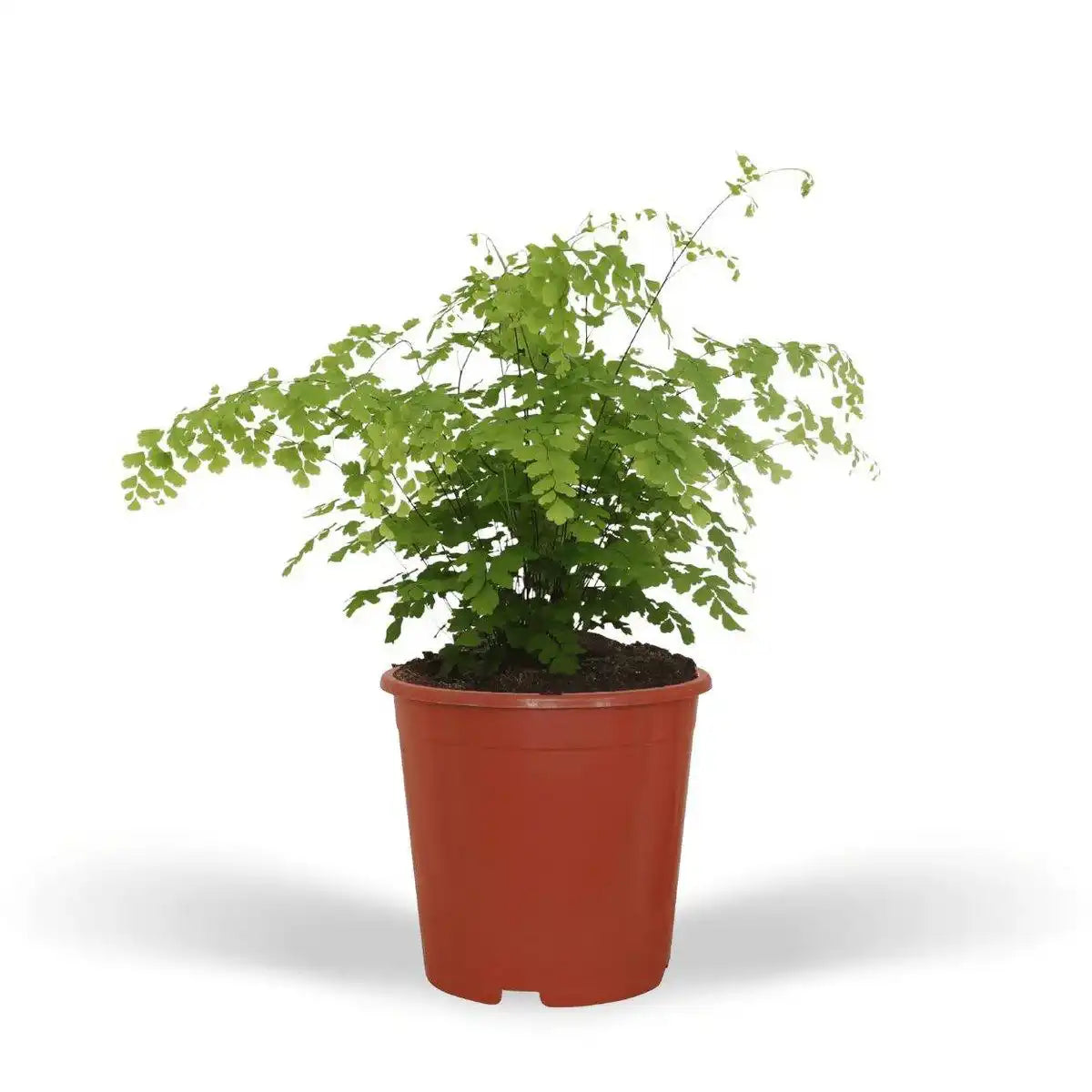 Adiantum Fragrans - Ø17cm - ↕30cm - HomeDesign Knaus