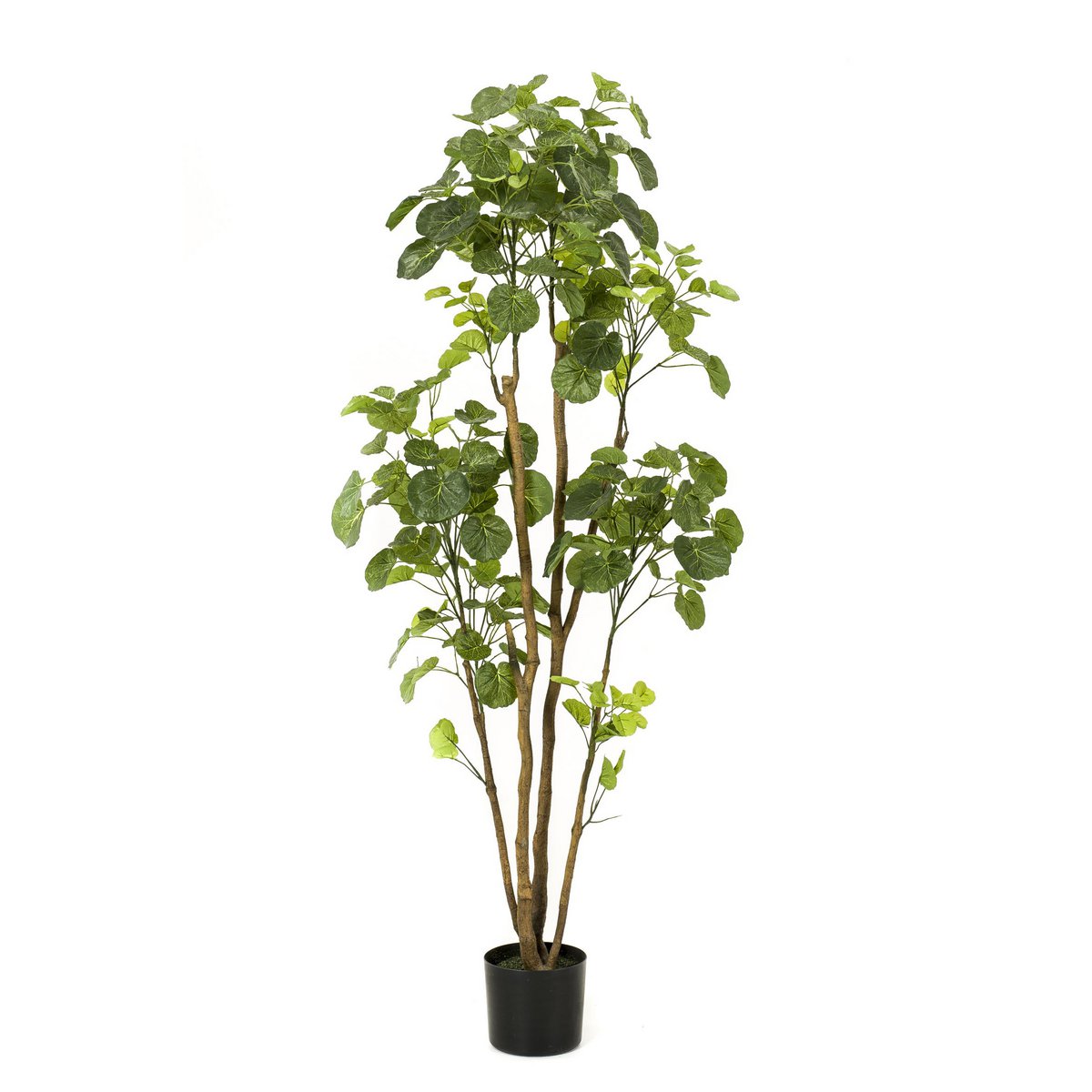 Kunstpflanze - POLYSCIAS  160 cm