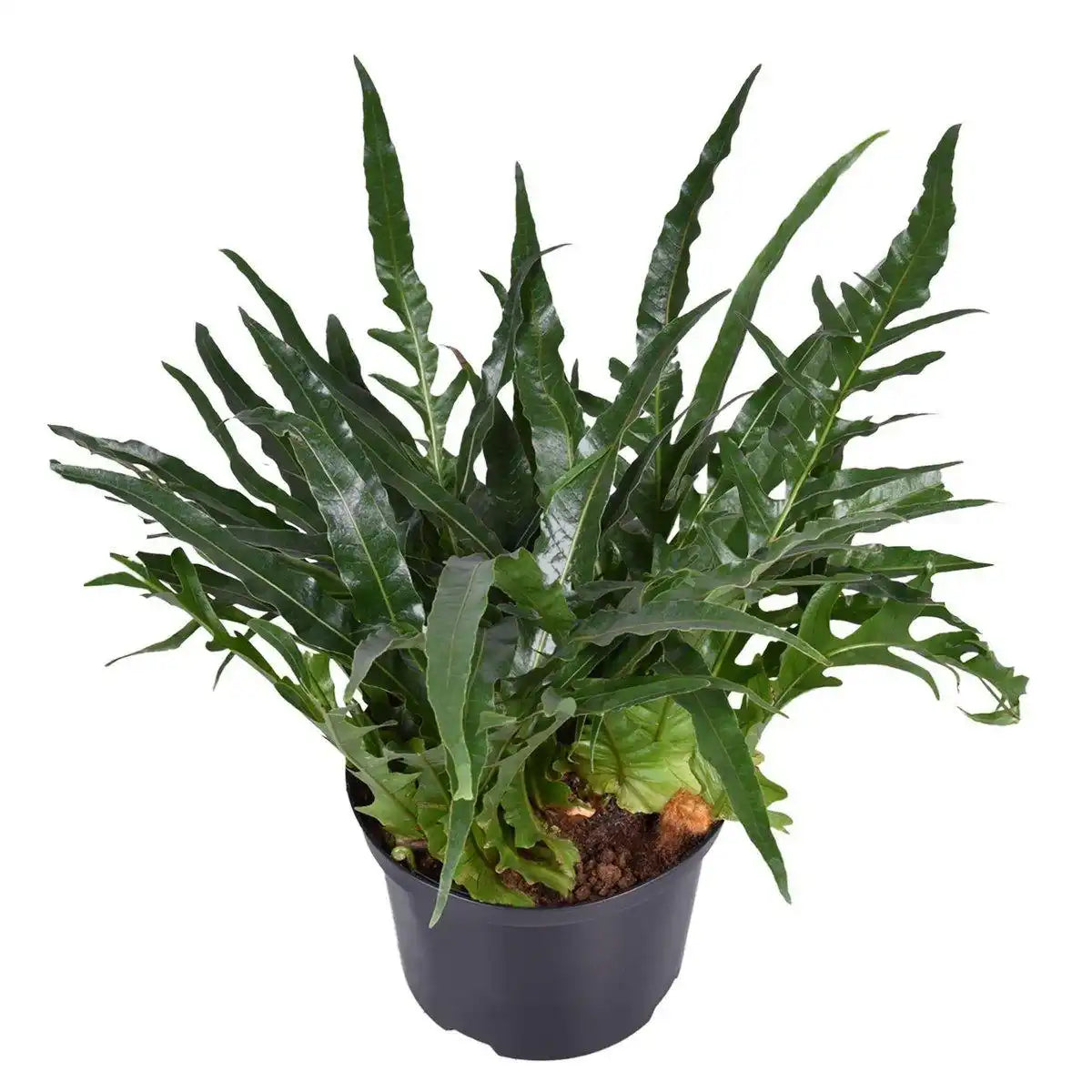 Aglaomorpha Coronans – Ø23cm – ↕60cm - HomeDesign Knaus