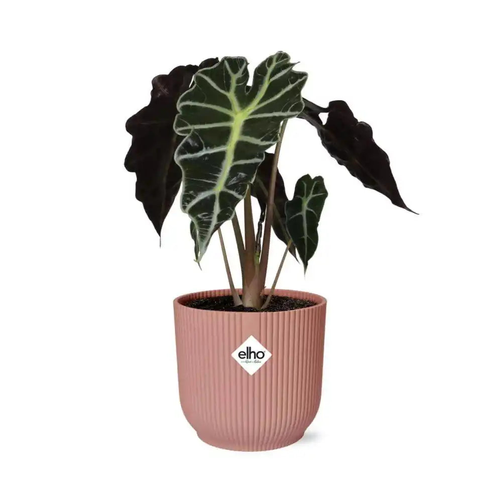 Alocasia 'Polly' in ELHO Vibes Fold 14cm rosa - HomeDesign Knaus