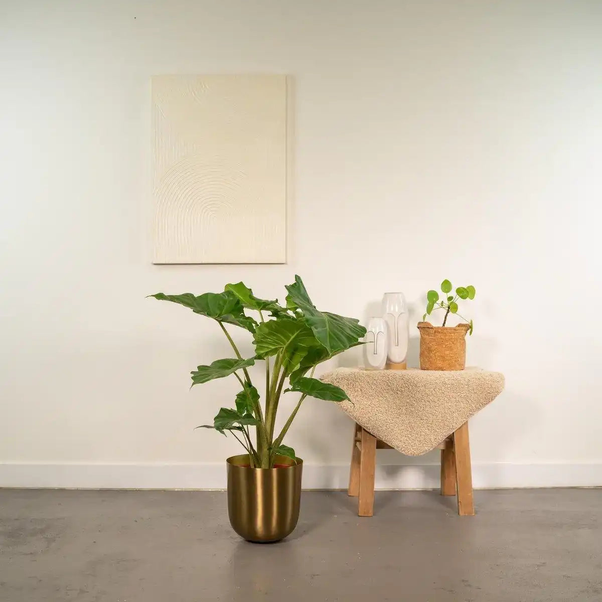 Alocasia Portodora – Ø21cm – ↕80cm - HomeDesign Knaus