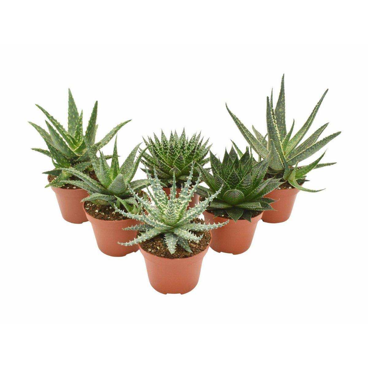 Aloe-Mix – 6 Stück – Ø10,5 cm – ↕14 cm - HomeDesign Knaus