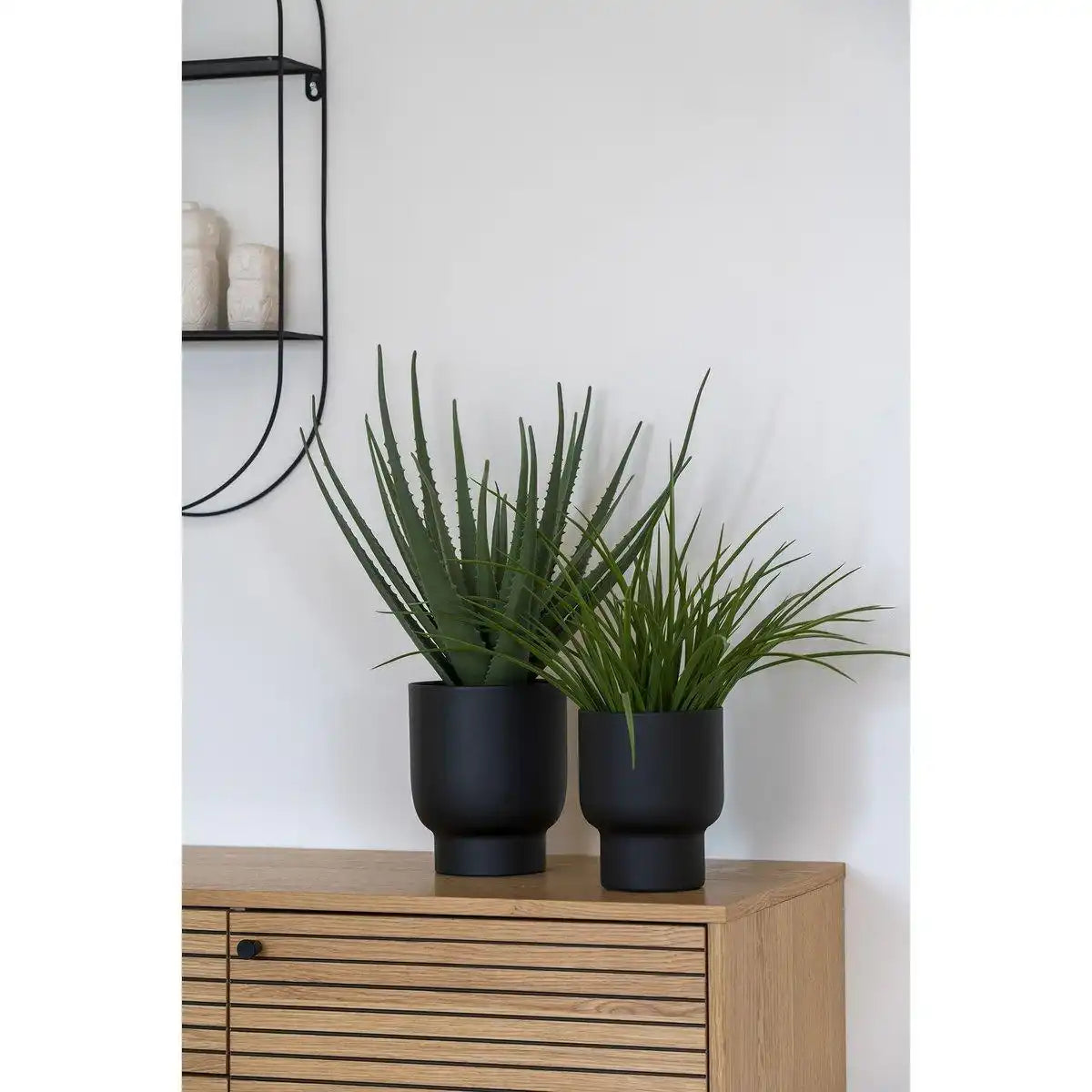 Aloe Vera - HomeDesign Knaus