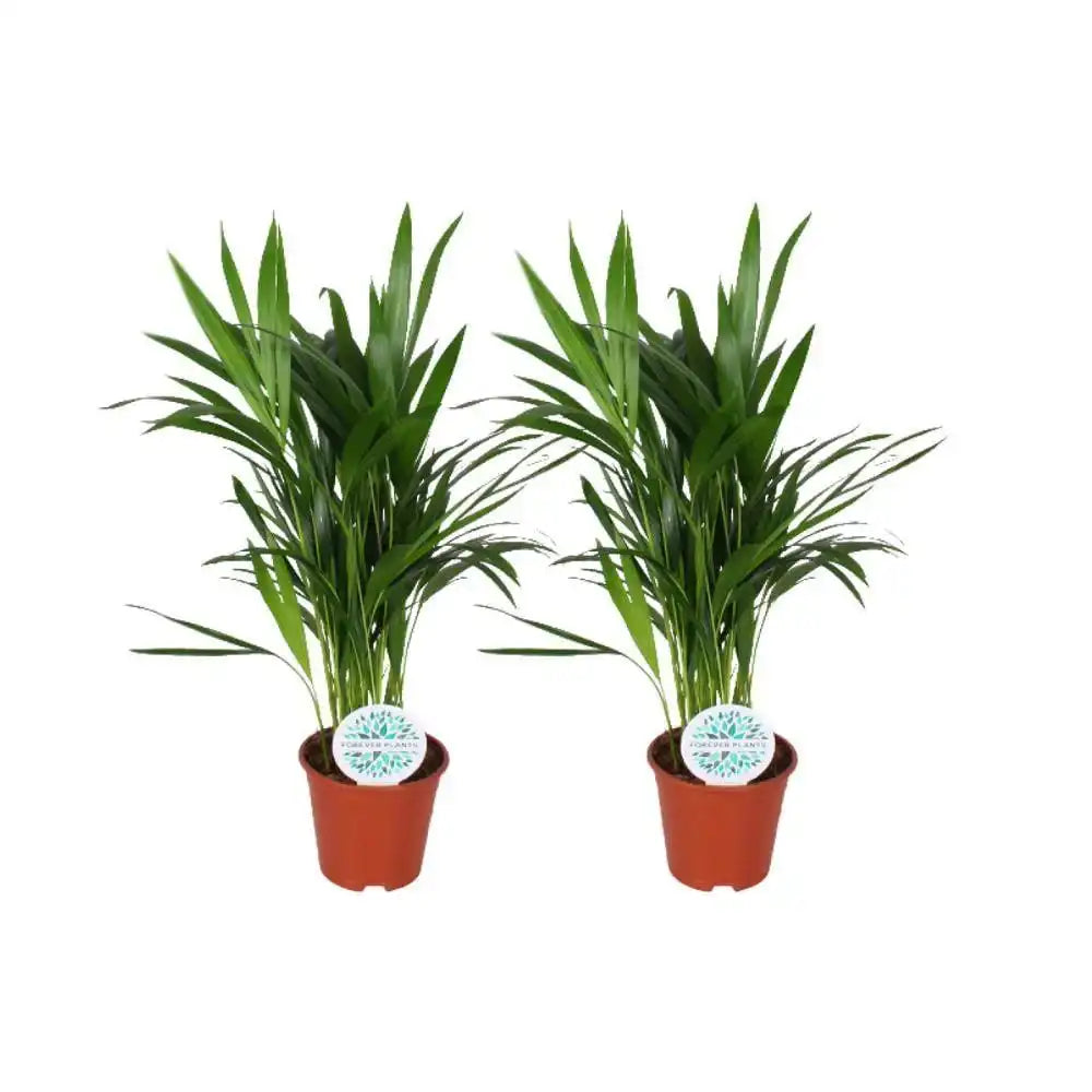 Areca Dypsis Lutescens - 2 Stück - Ø14cm - ↕50cm - HomeDesign Knaus