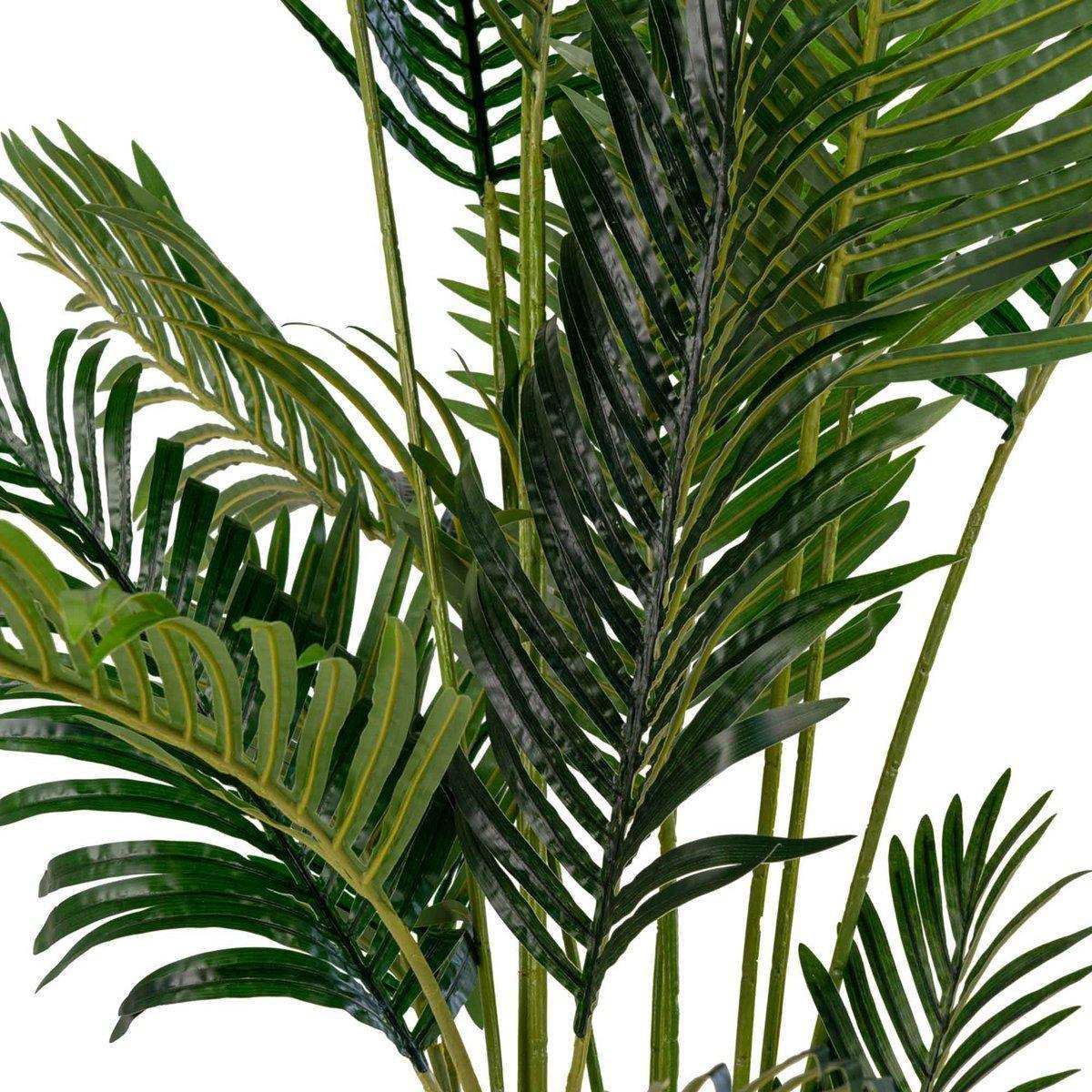 Areca Palme - HomeDesign Knaus