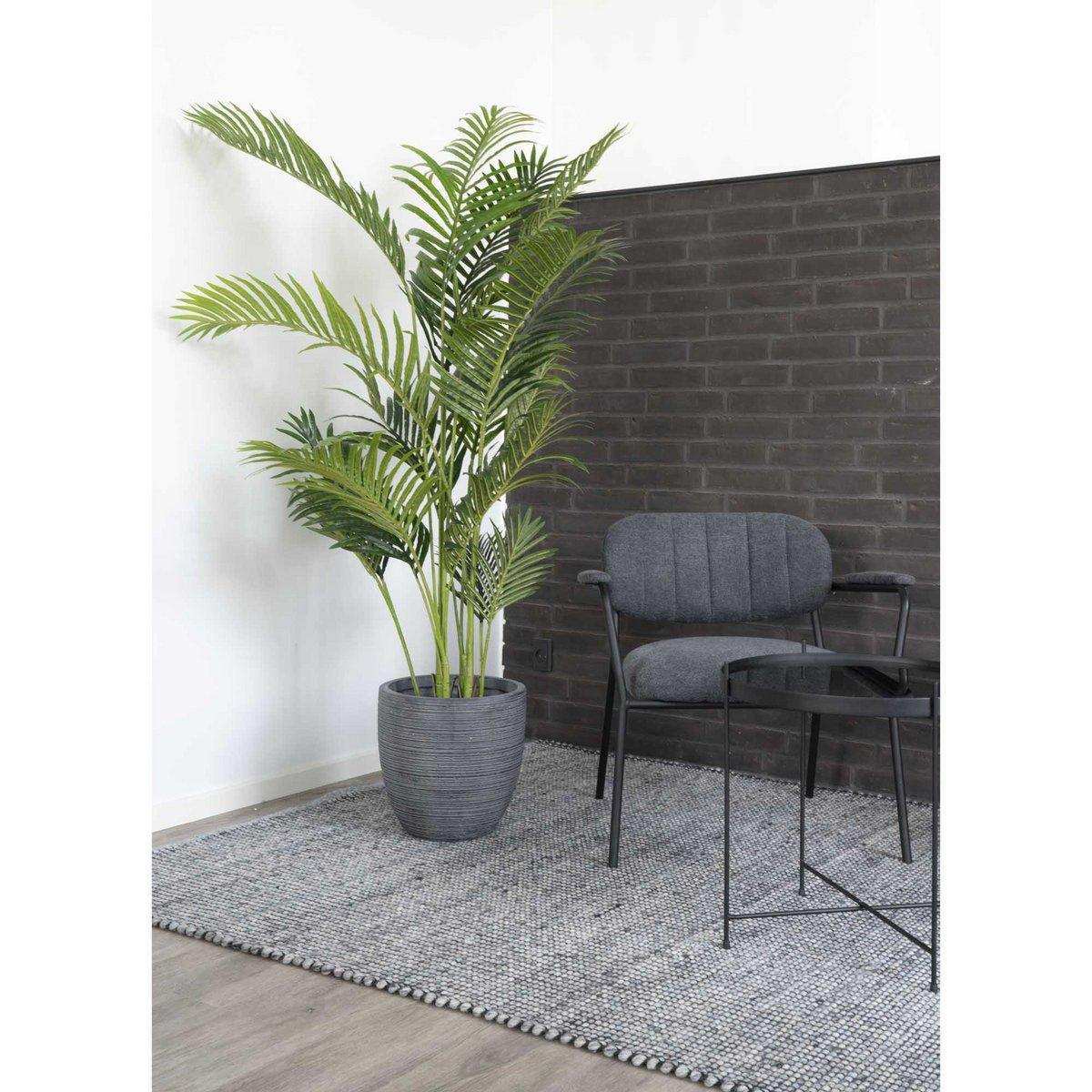 Areca Palme - HomeDesign Knaus