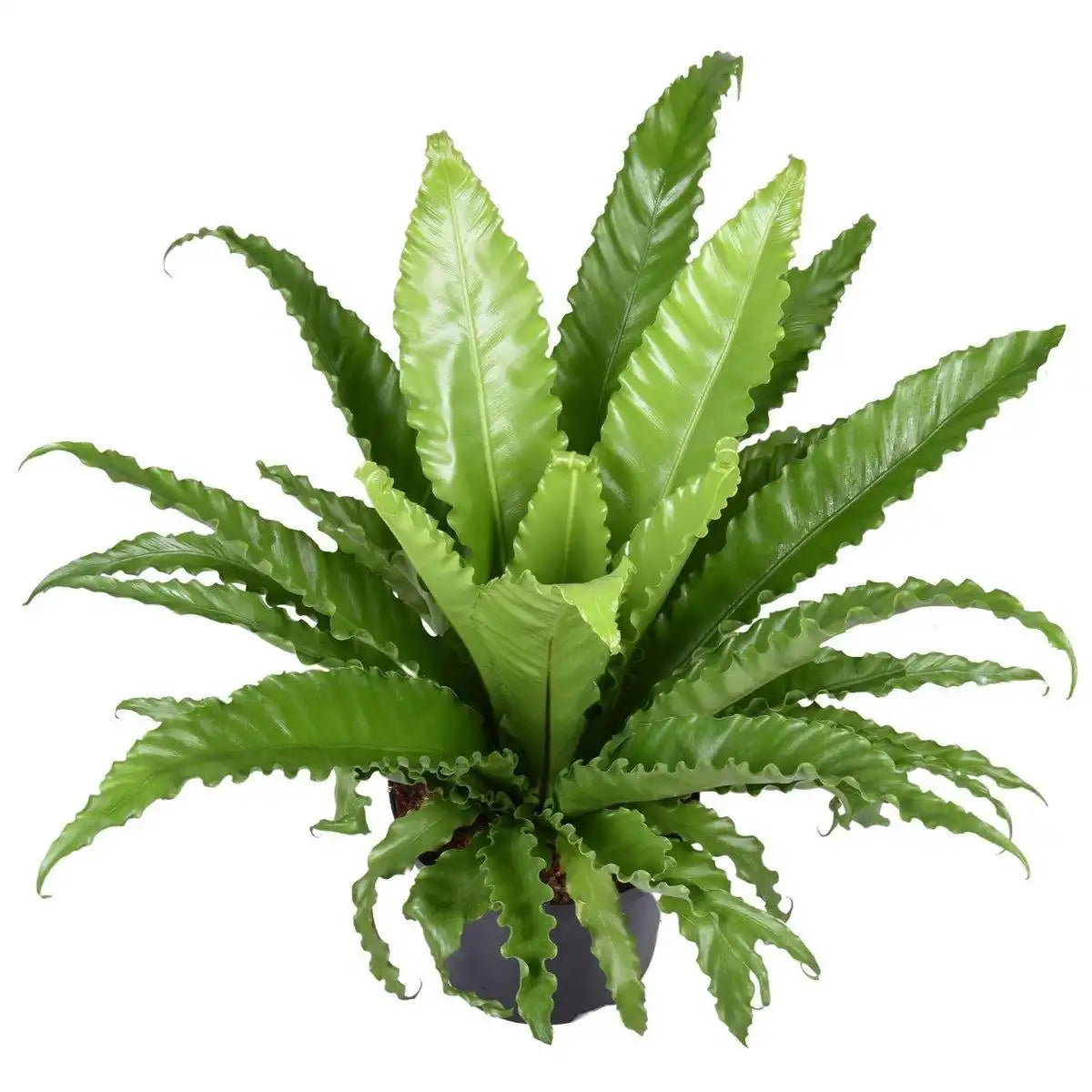Asplenium Antiquum Osaka - Ø23cm - ↕60cm - HomeDesign Knaus
