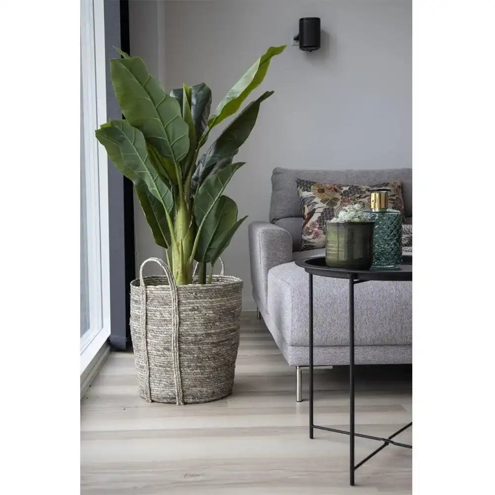 Bananenpalme - HomeDesign Knaus