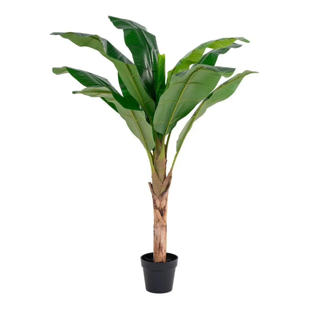 Bananenpalme - HomeDesign Knaus